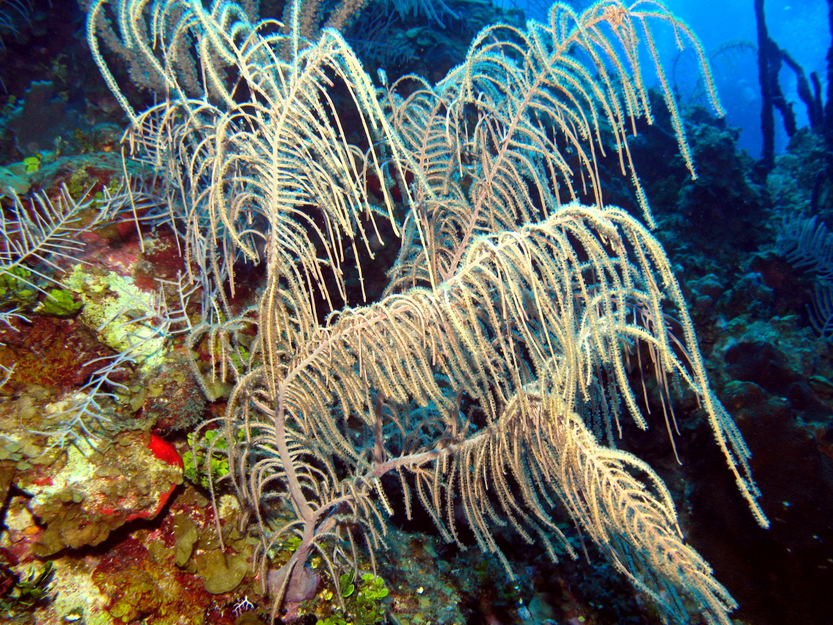 Sea Plumes - Antillogorgia spp.