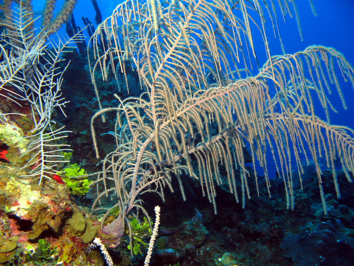 Sea Plumes - Antillogorgia spp.