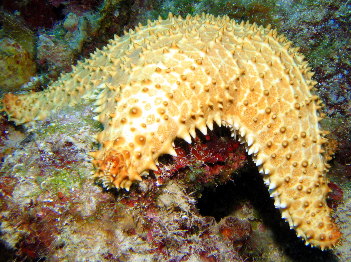 Cushion Sea Star - Oreaster reticulatus