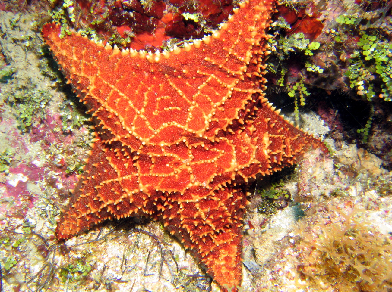 Cushion Sea Star - Oreaster reticulatus