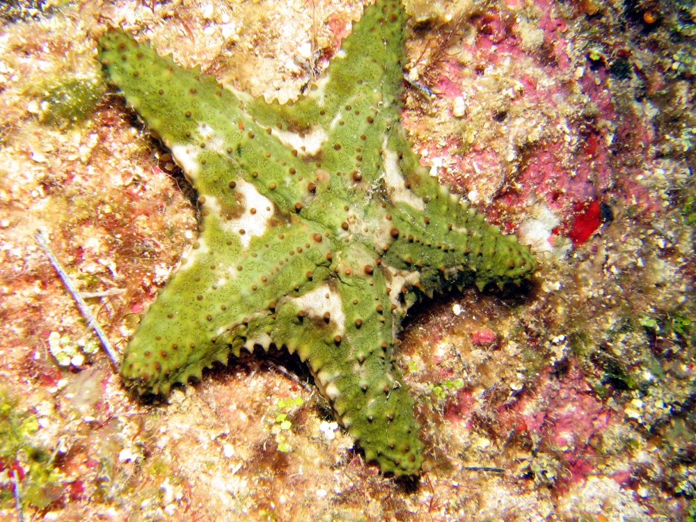 Cushion Sea Star - Oreaster reticulatus