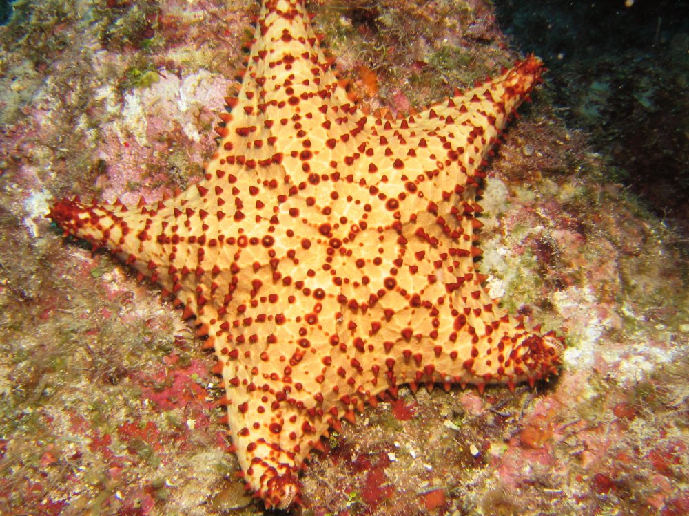 Cushion Sea Star - Oreaster reticulatus