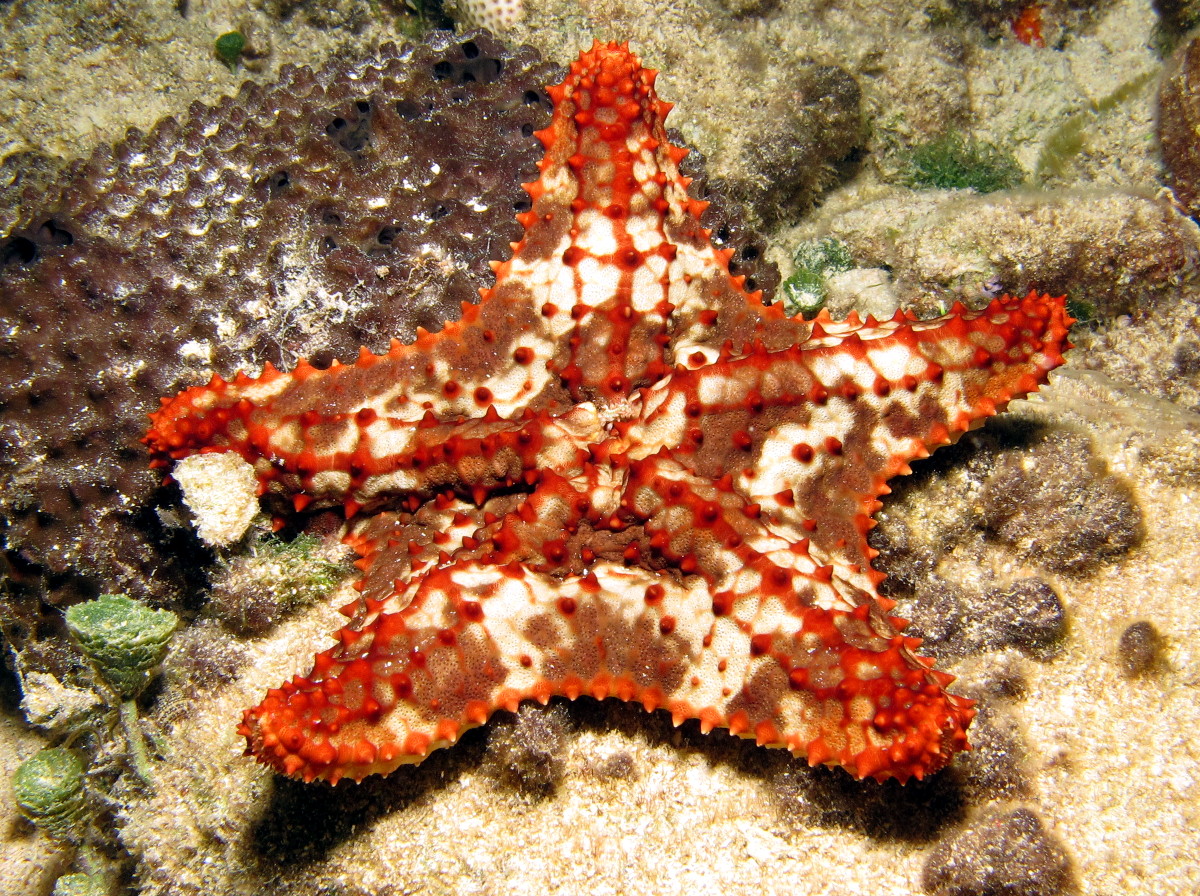 Cushion Sea Star - Oreaster reticulatus