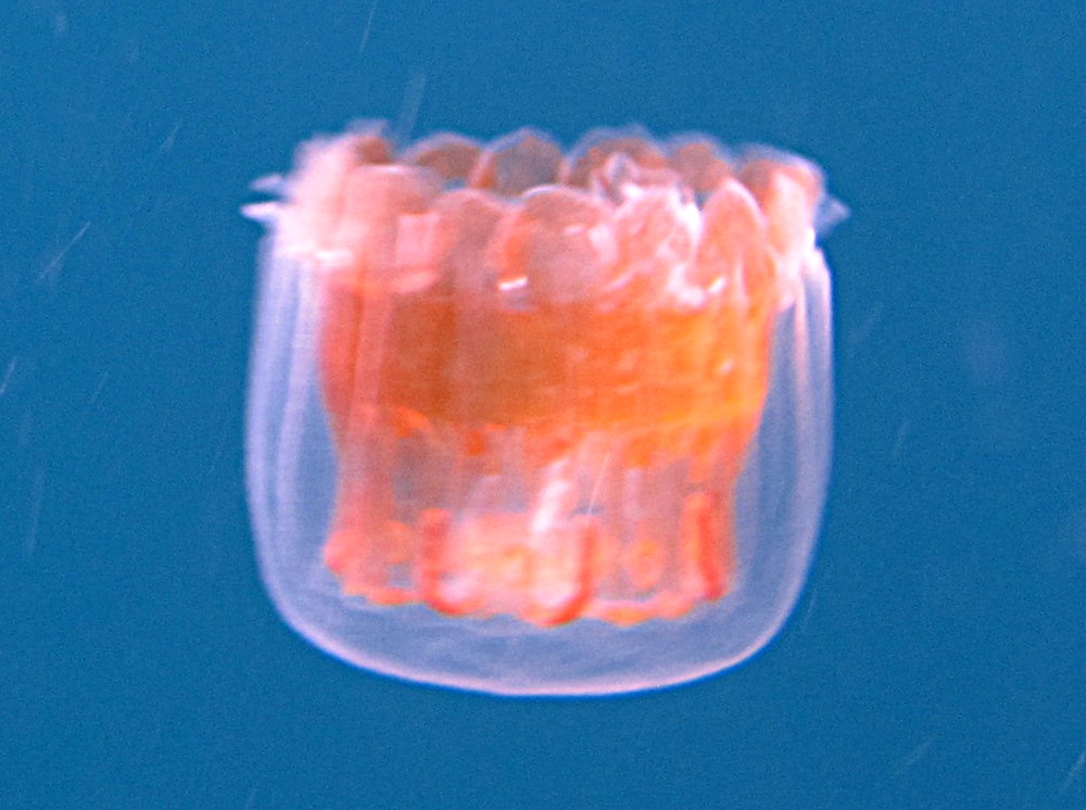 Sea Thimble Jellyfish - Linuche unguiculata