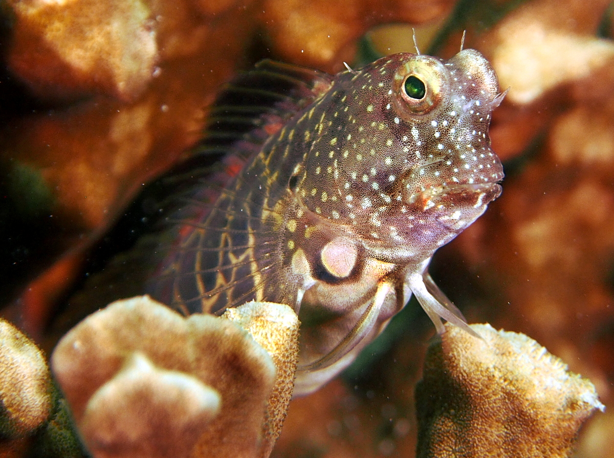 Segmented Blenny - Salarias segmentatus