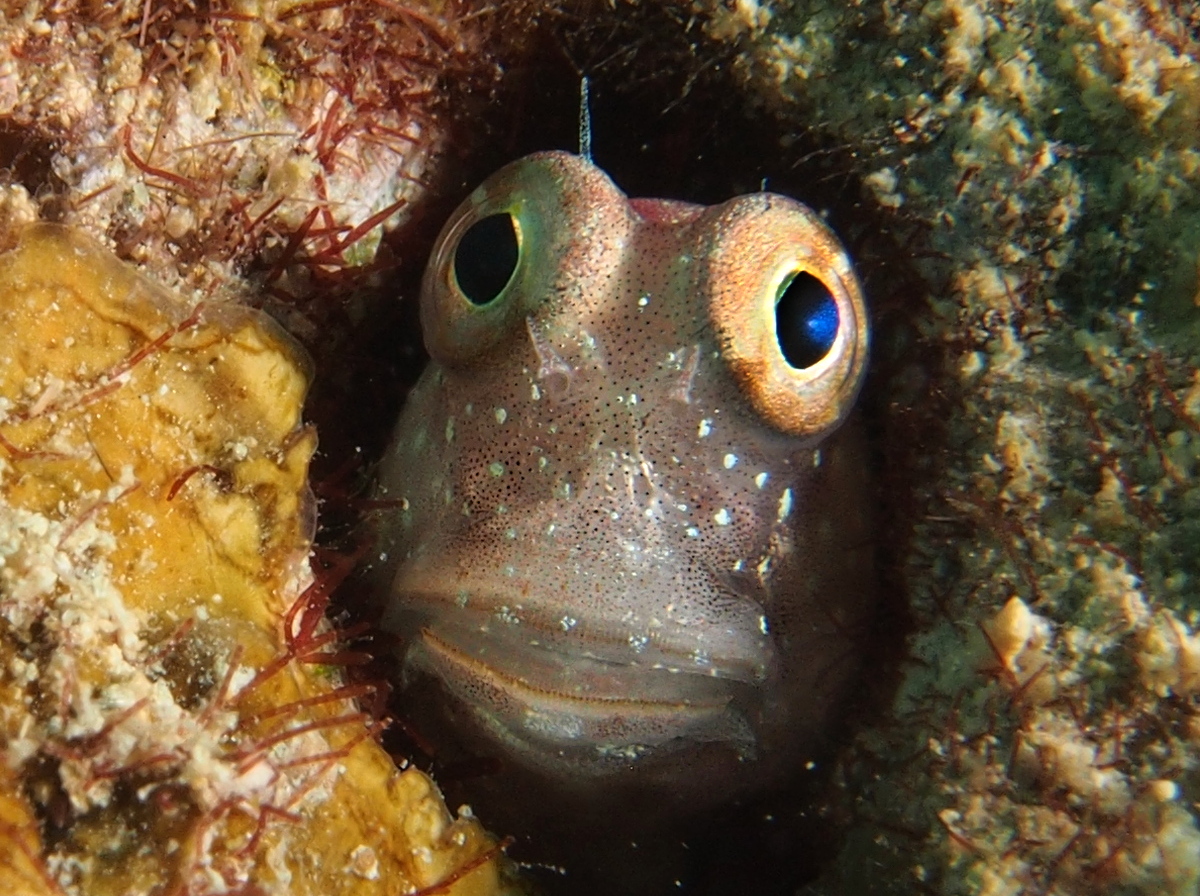 Segmented Blenny - Salarias segmentatus