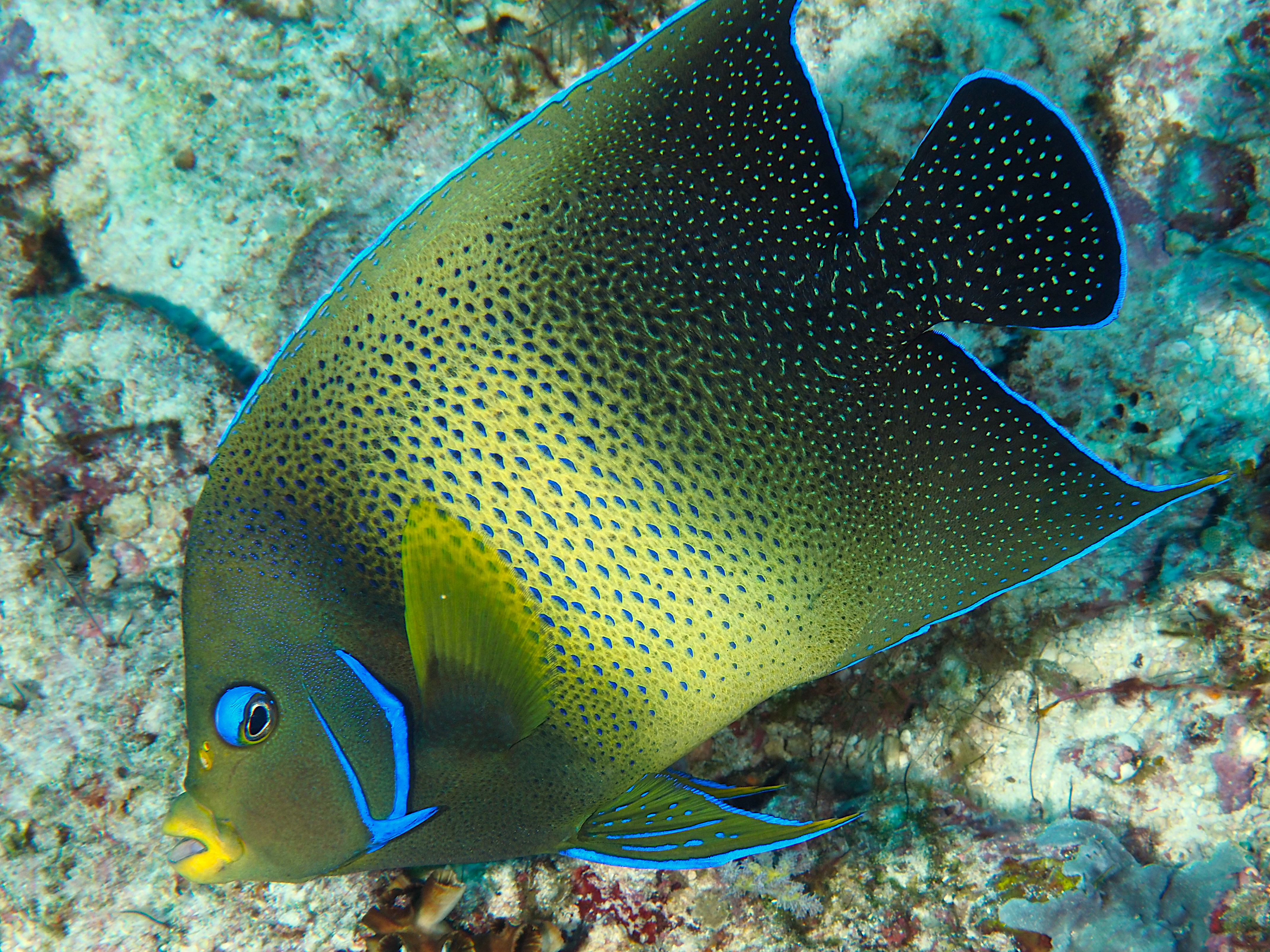Semicircle Angelfish - Pomacanthus semicirculatus