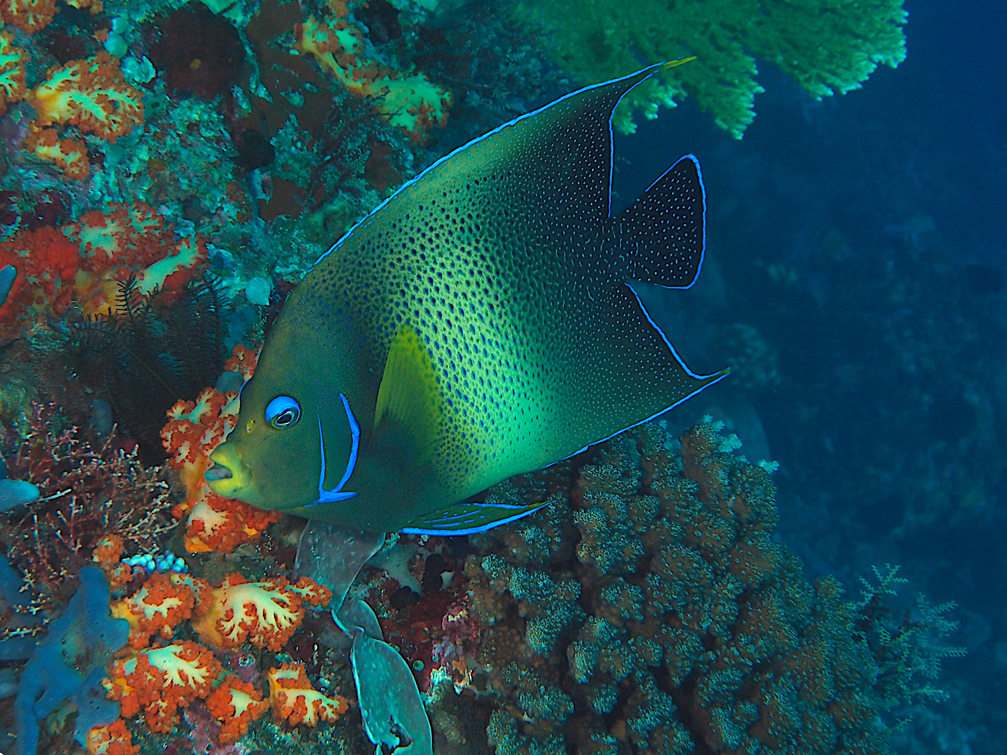 Semicircle Angelfish - Pomacanthus semicirculatus