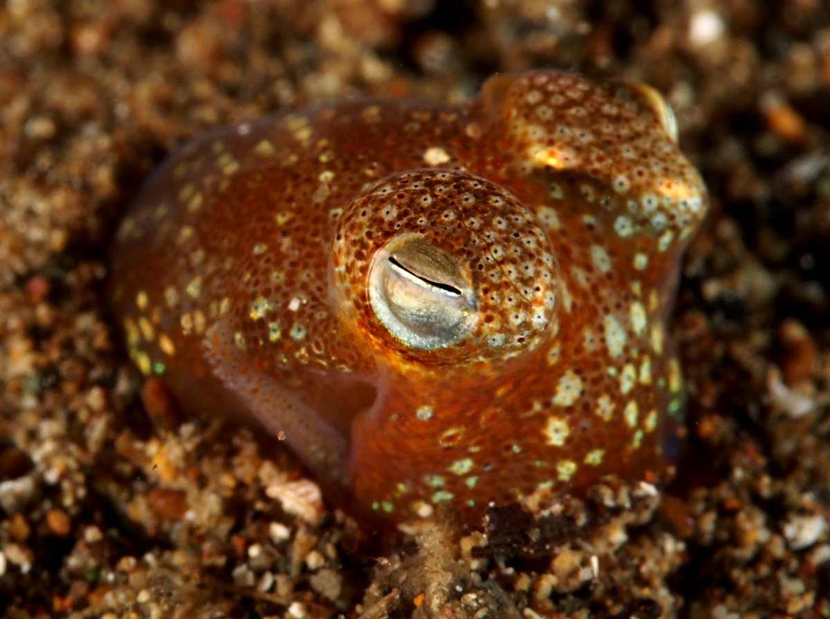 Tropical Bottletail Squid - Sepiadarium kochi