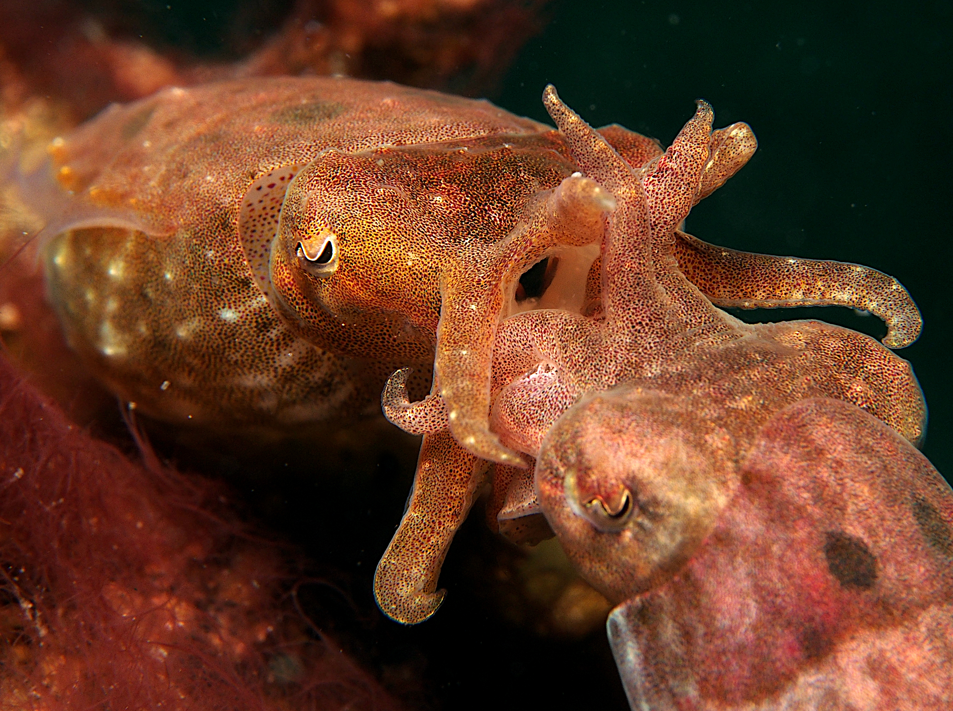 Crinoid Cuttlefish - Sepia sp. 1