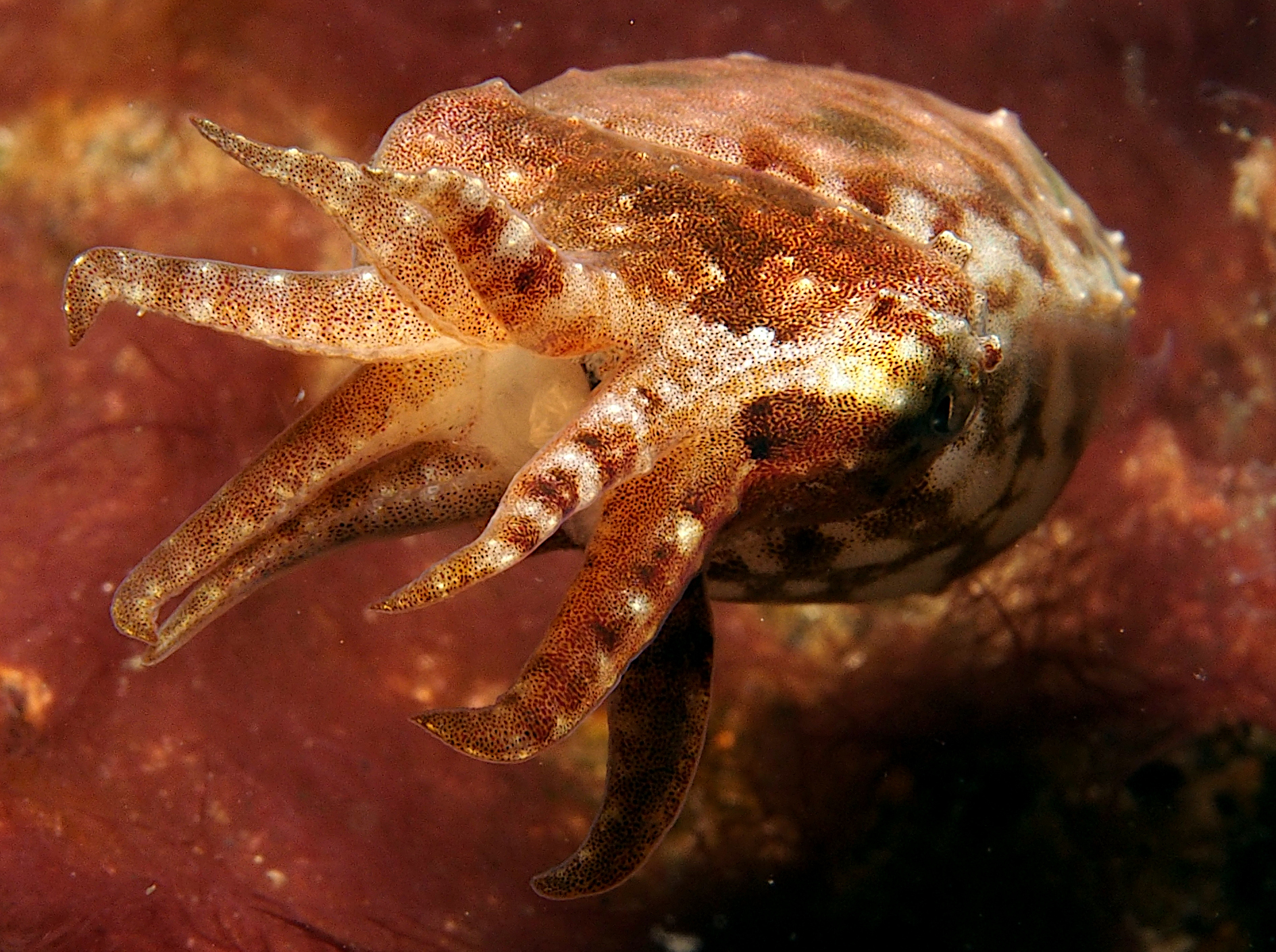 Crinoid Cuttlefish - Sepia sp. 1