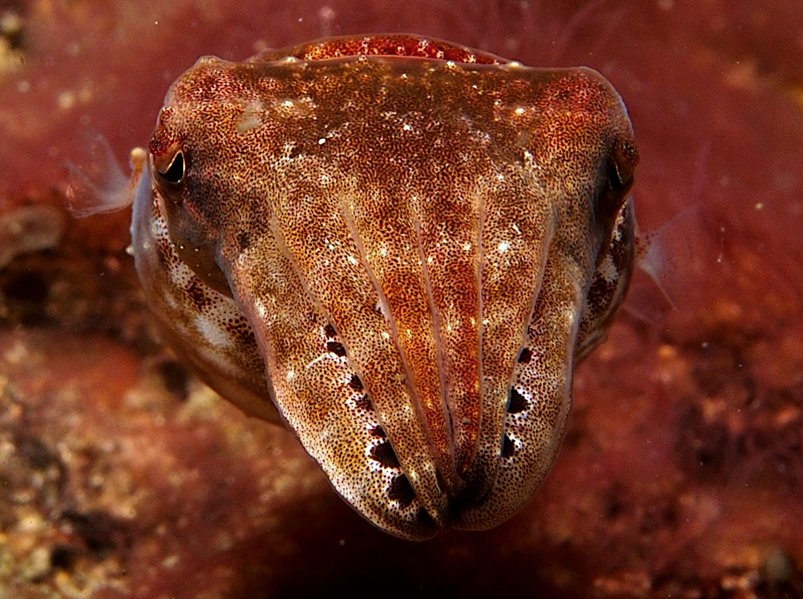 Crinoid Cuttlefish - Sepia sp. 1
