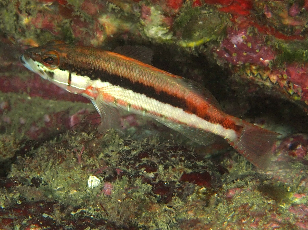 Barred Serrano - Serranus psittacinus