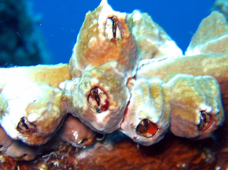 Sessile Barnacles -  - Key Largo, Florida