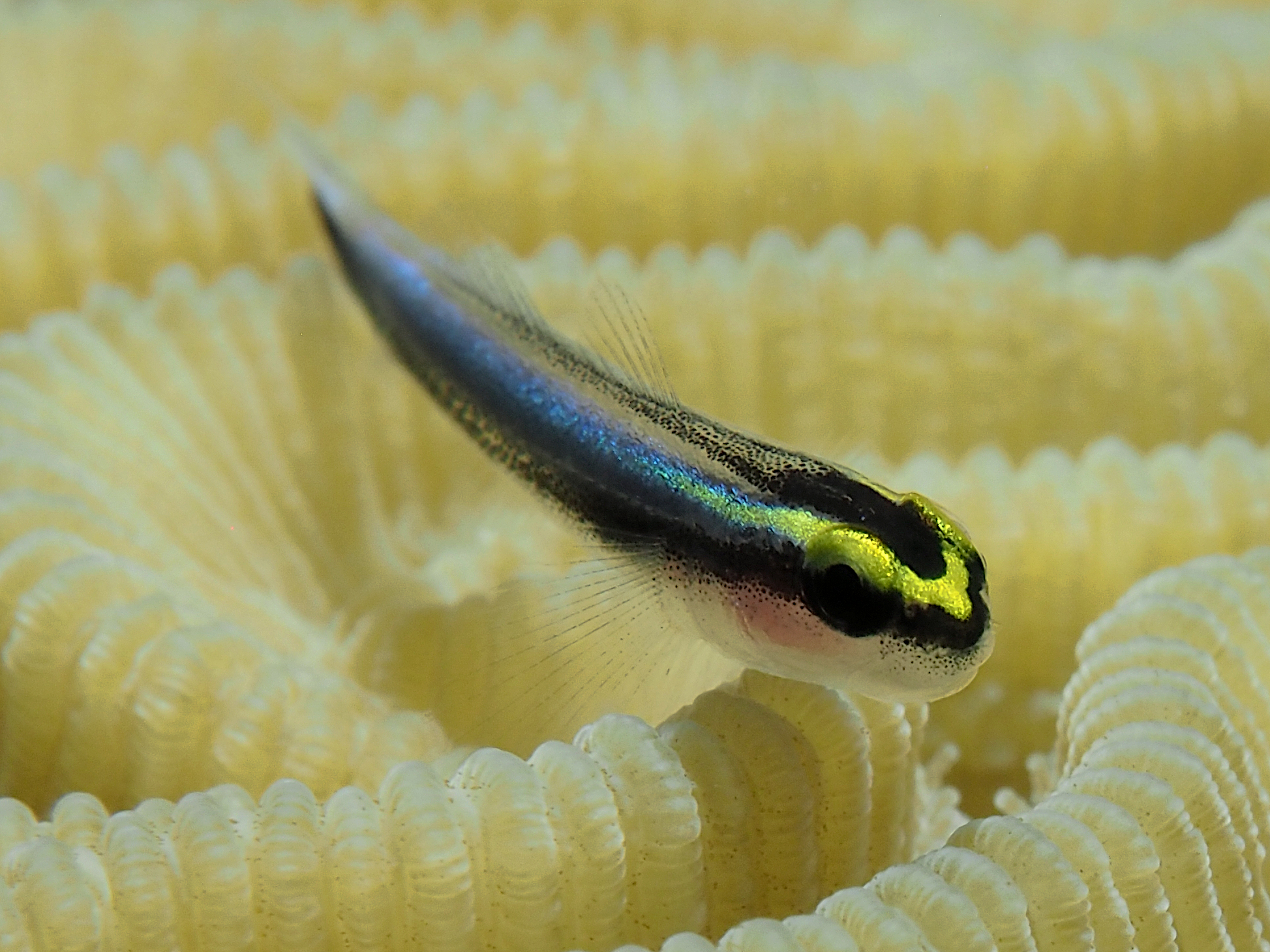 Sharknose Goby - Elacatinus evelynae