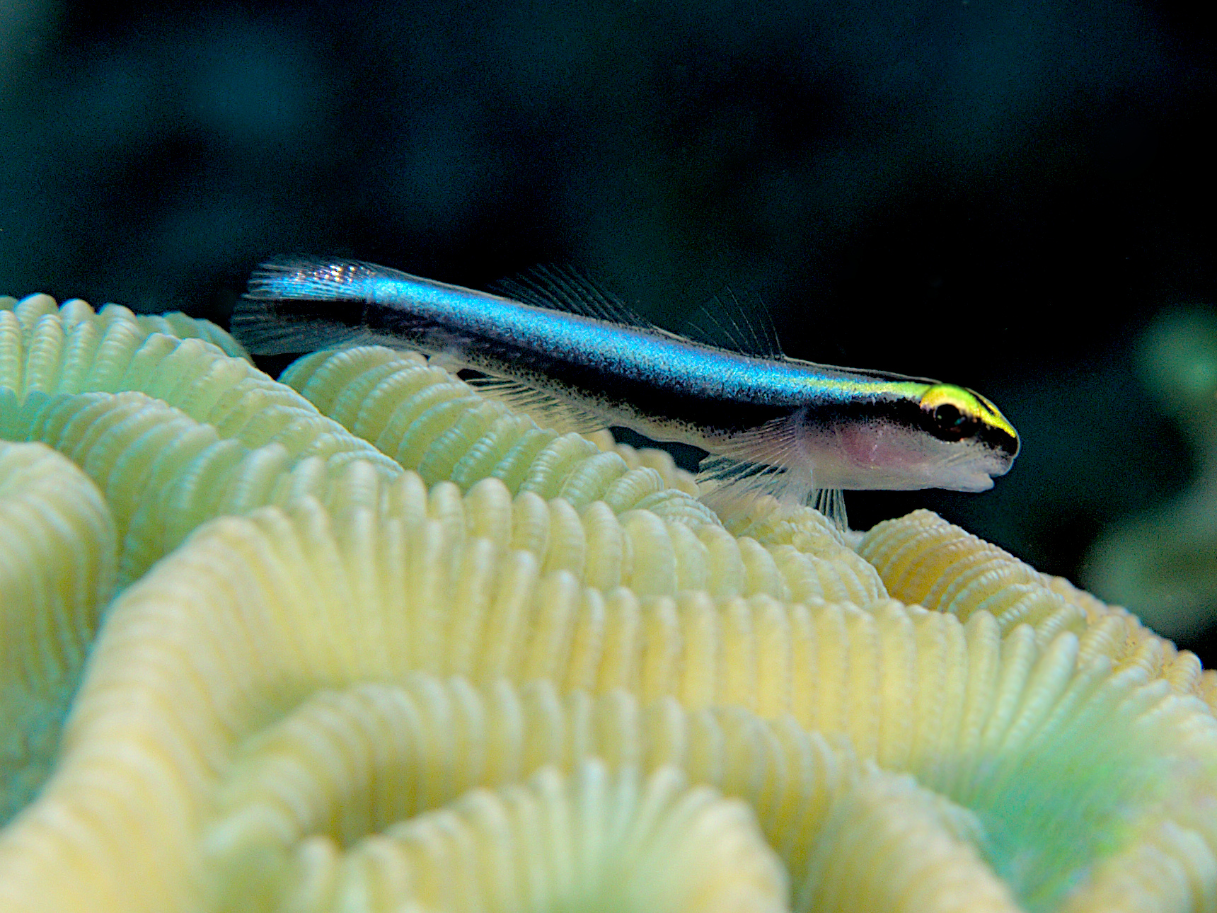 Sharknose Goby - Elacatinus evelynae