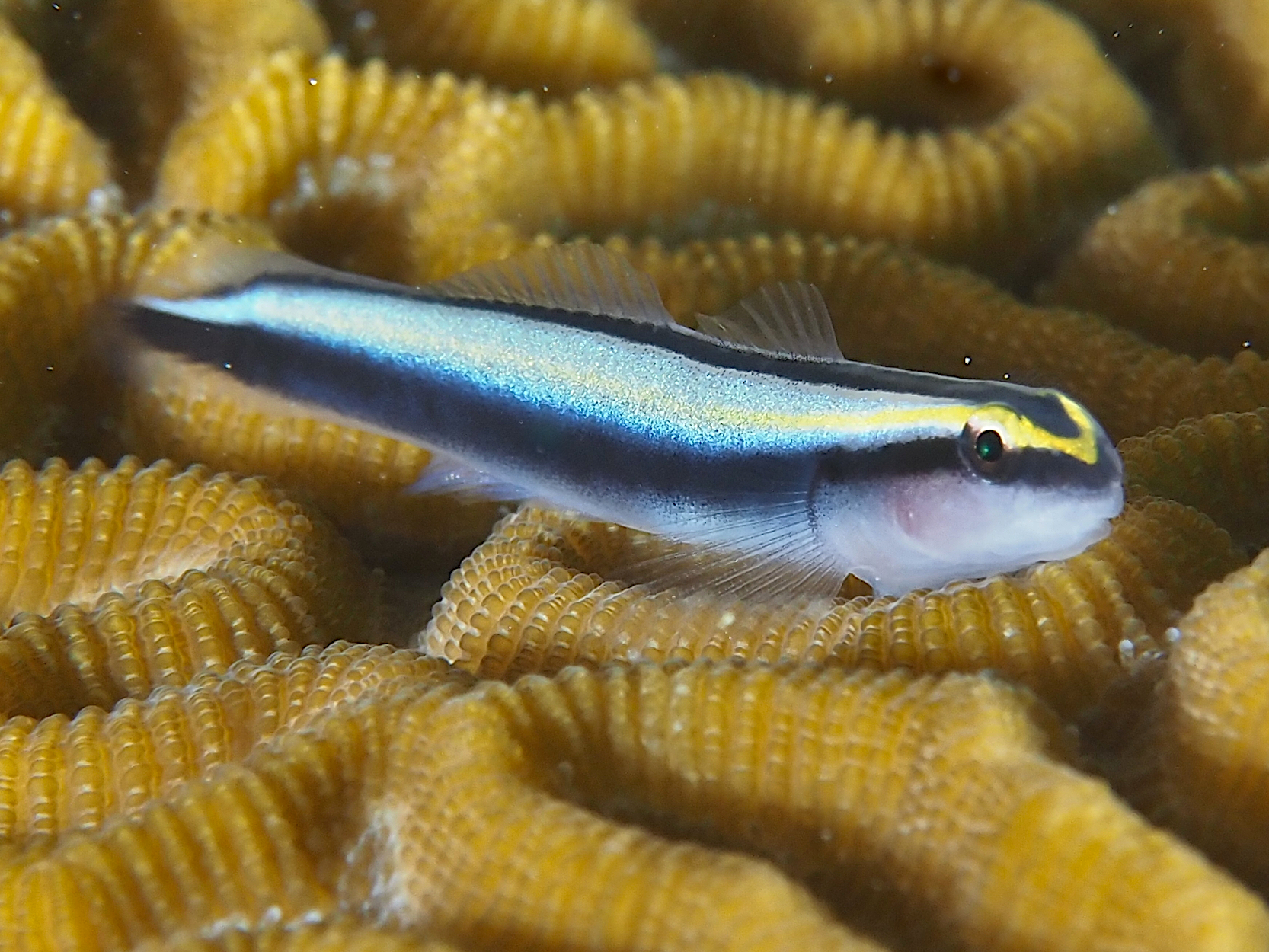 Sharknose Goby - Elacatinus evelynae