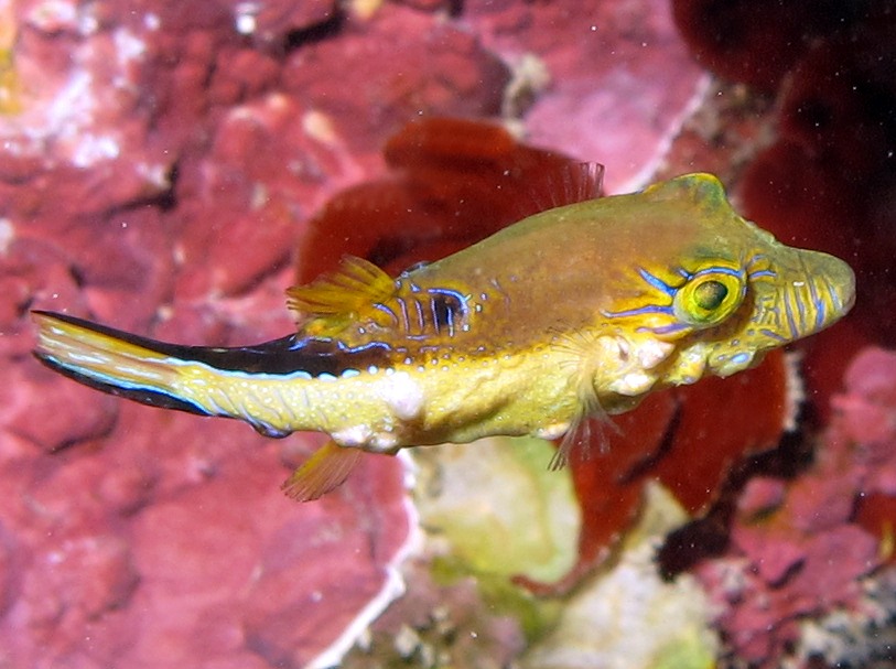 Sharpnose Puffer - Canthigaster rostrata