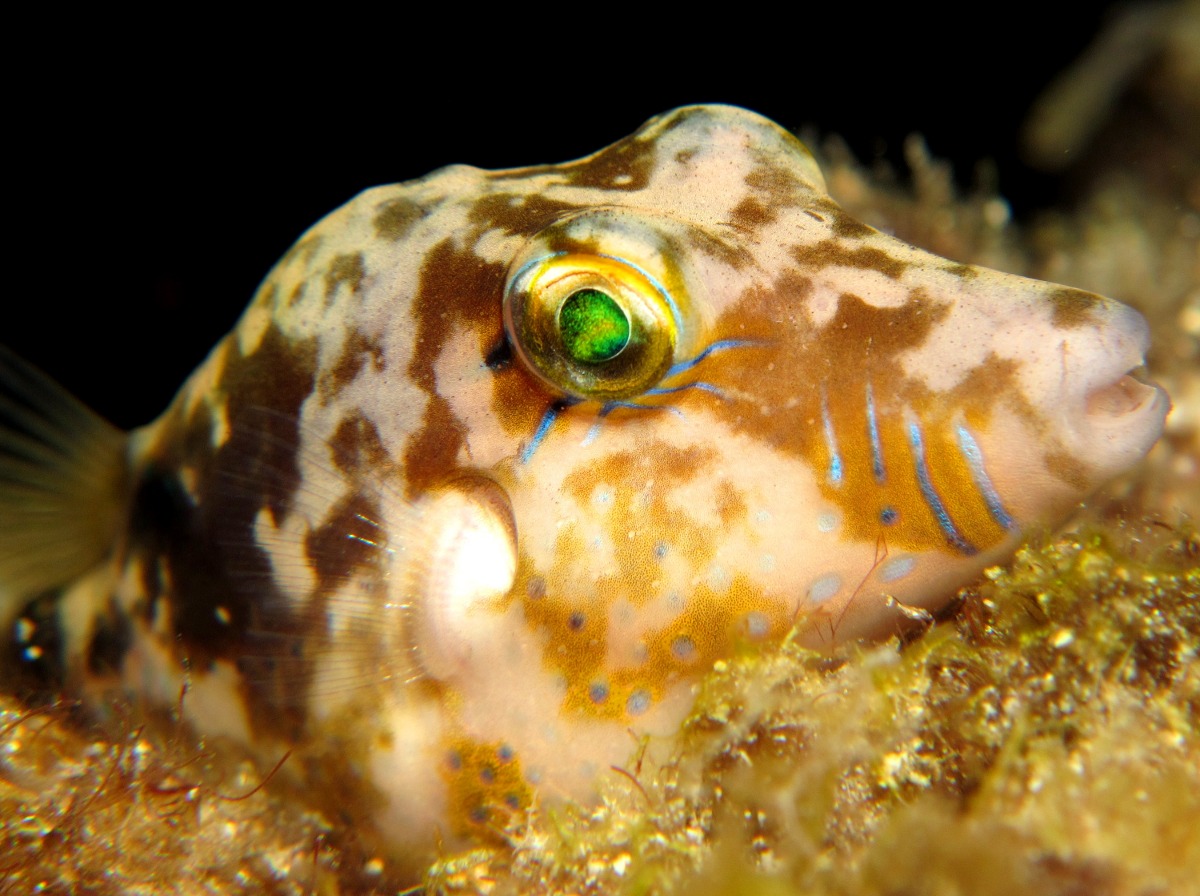 Sharpnose Puffer - Canthigaster rostrata