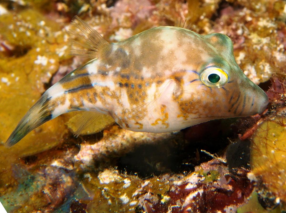 Sharpnose Puffer - Canthigaster rostrata