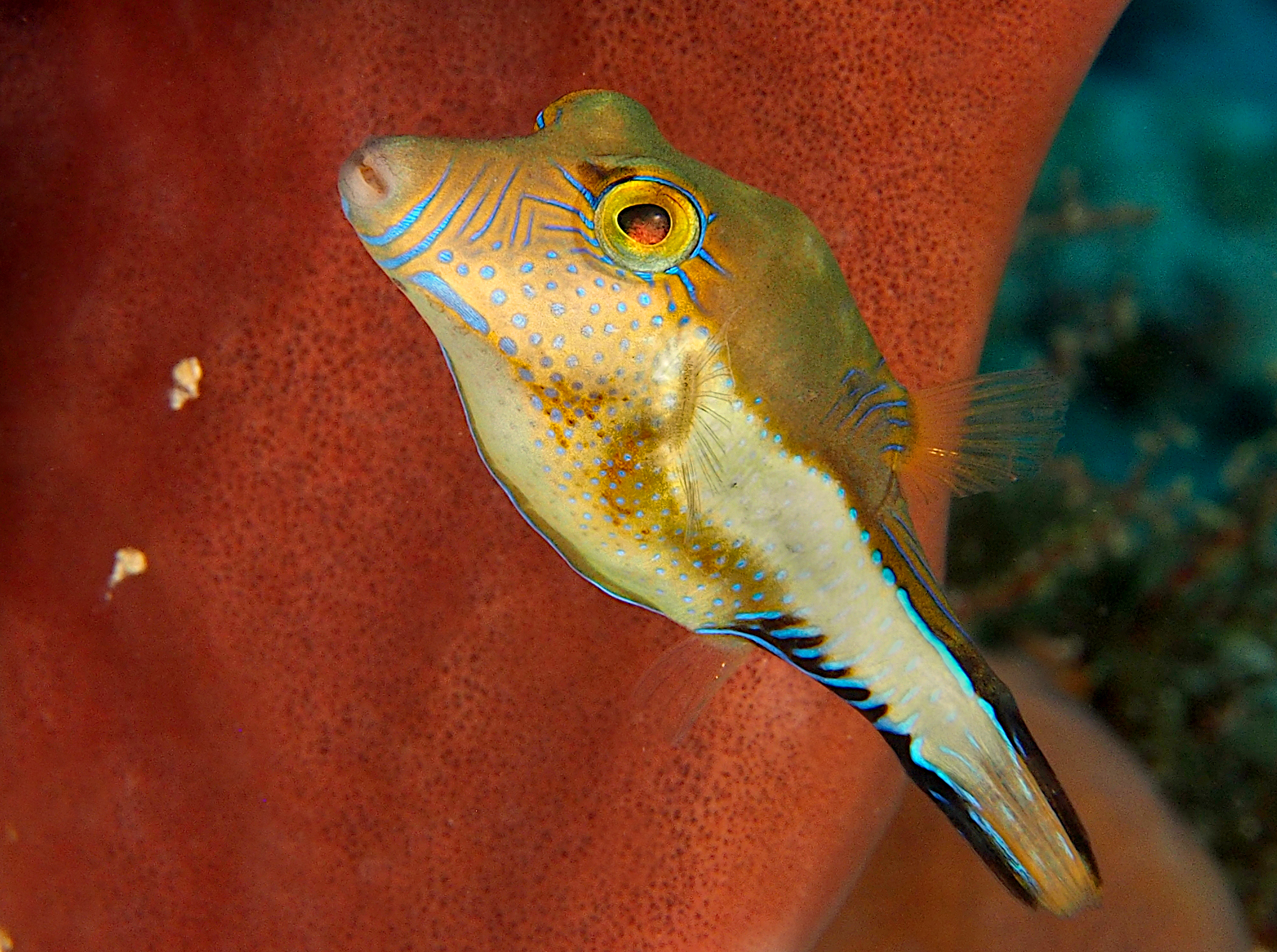 Sharpnose Puffer - Canthigaster rostrata