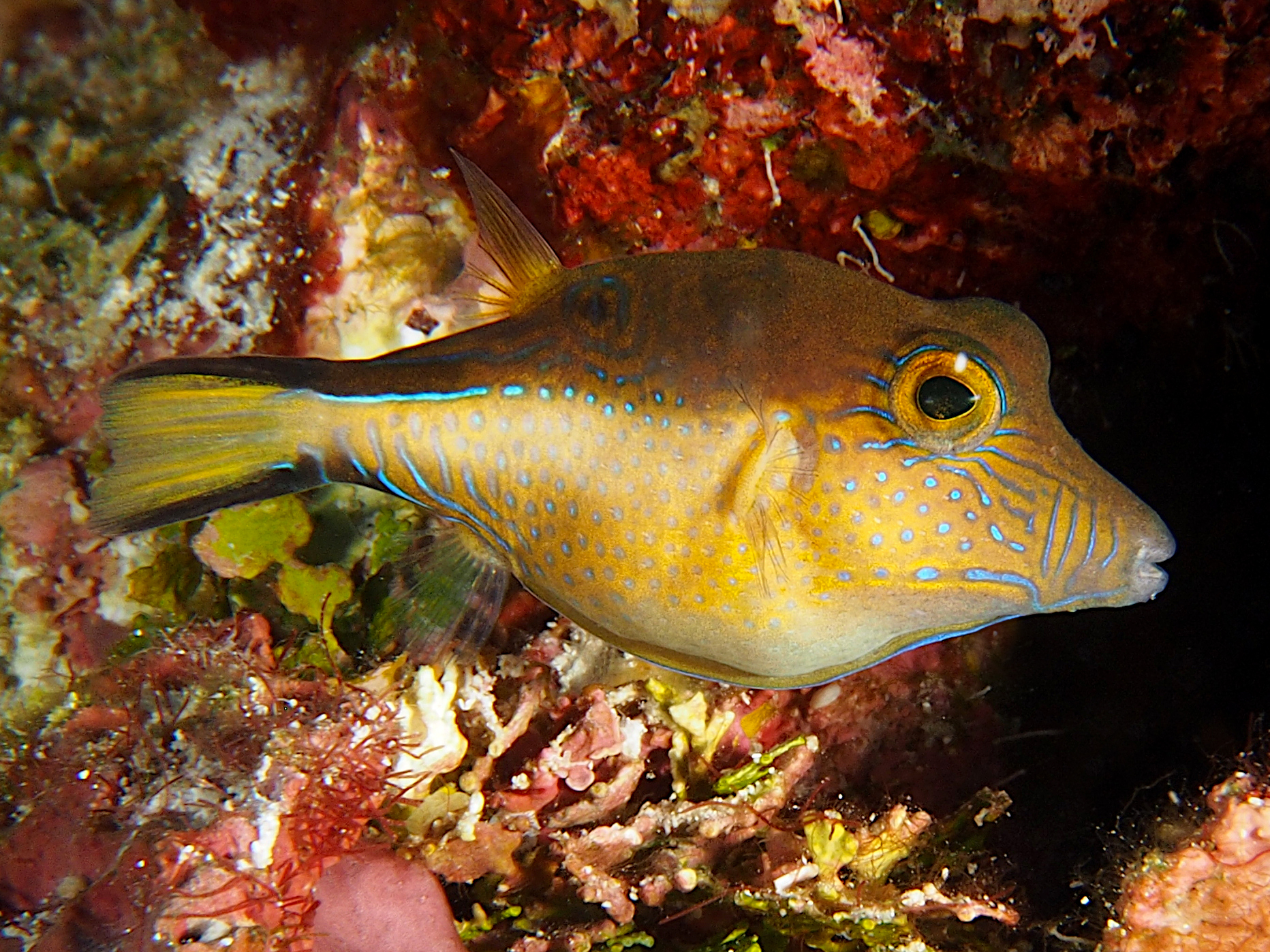 Sharpnose Puffer - Canthigaster rostrata