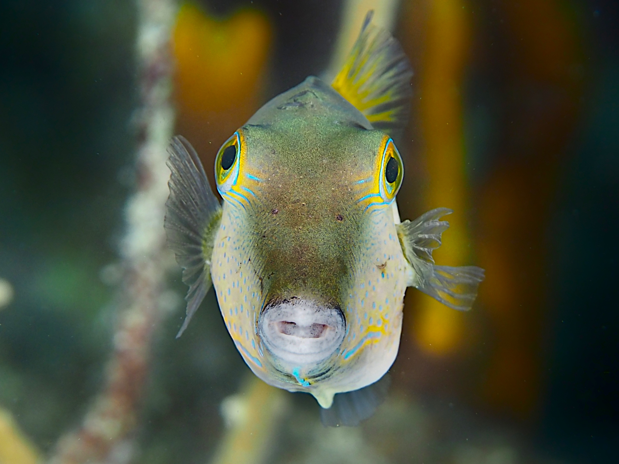 Sharpnose Puffer - Canthigaster rostrata