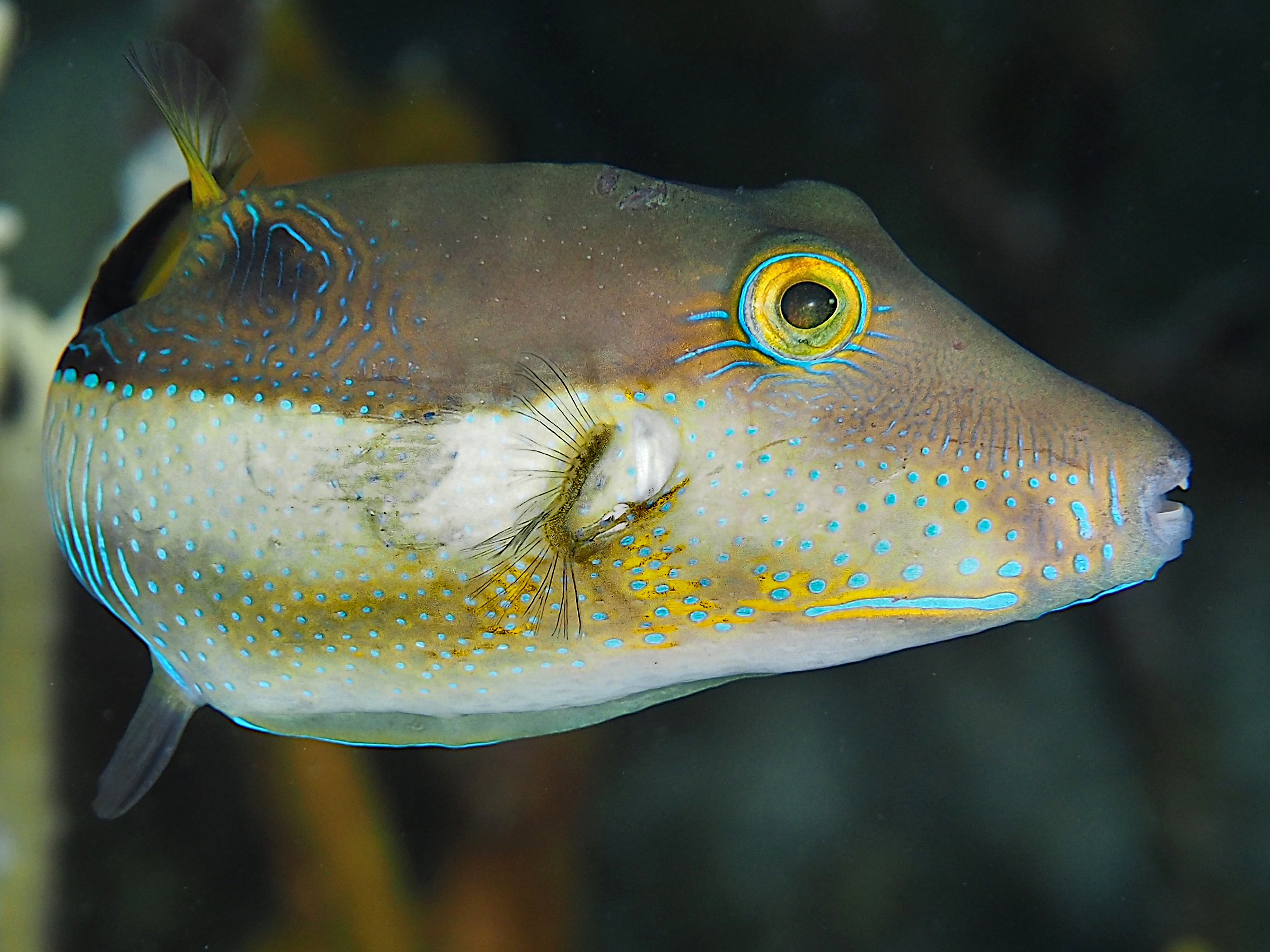 Sharpnose Puffer - Canthigaster rostrata