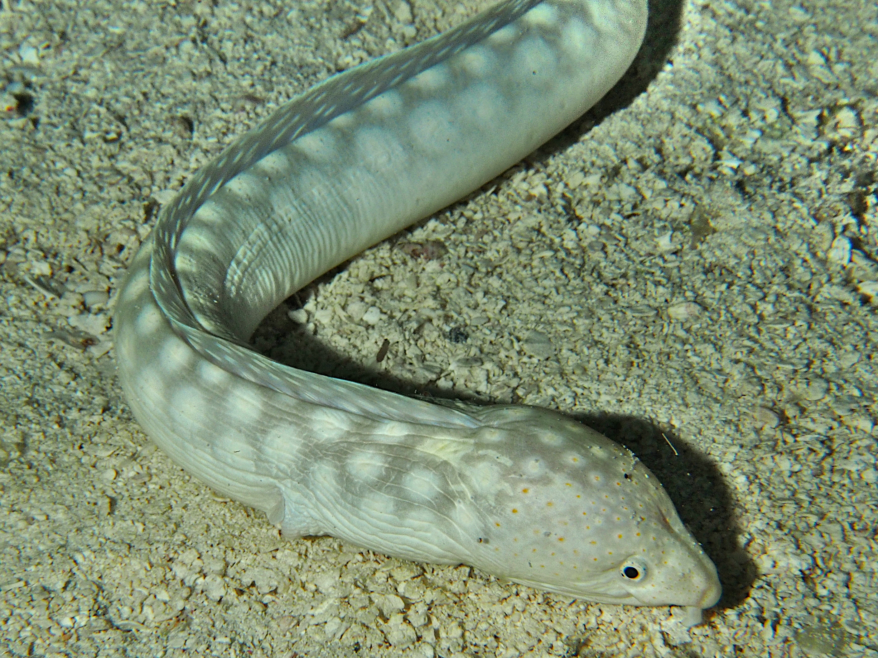 Sharptail Eel - Myrichthys breviceps