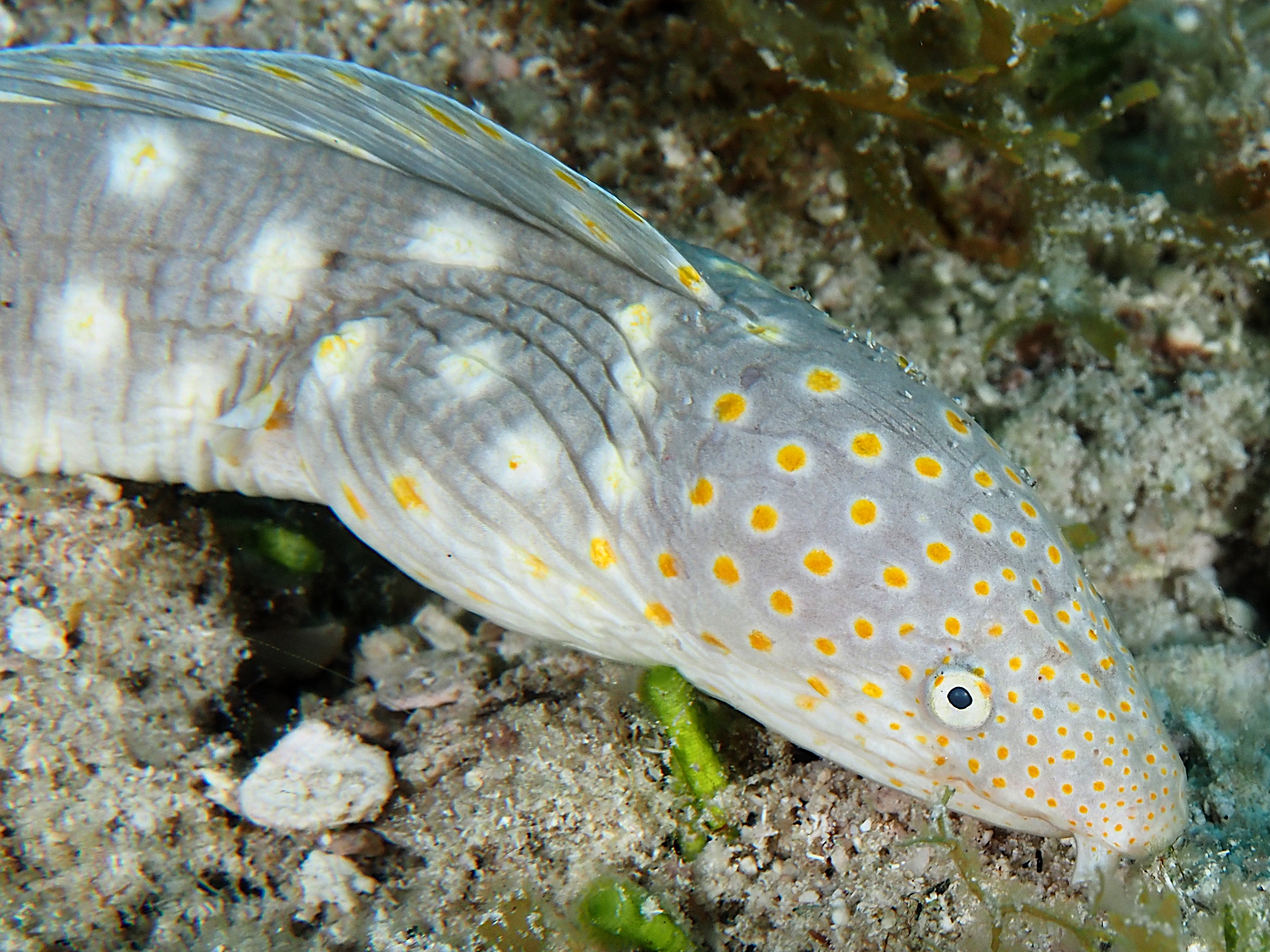 Sharptail Eel - Myrichthys breviceps