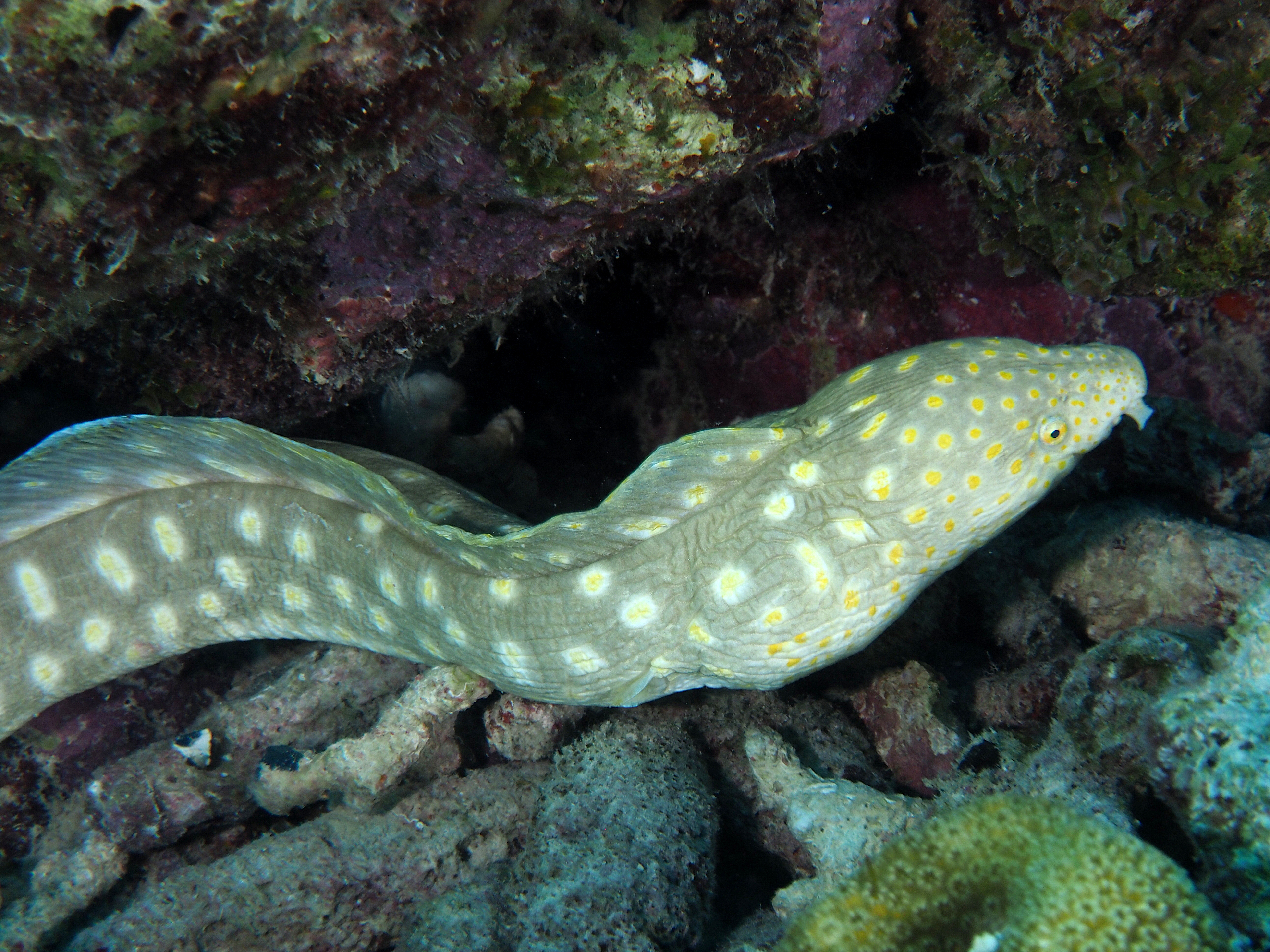 Sharptail Eel - Myrichthys breviceps