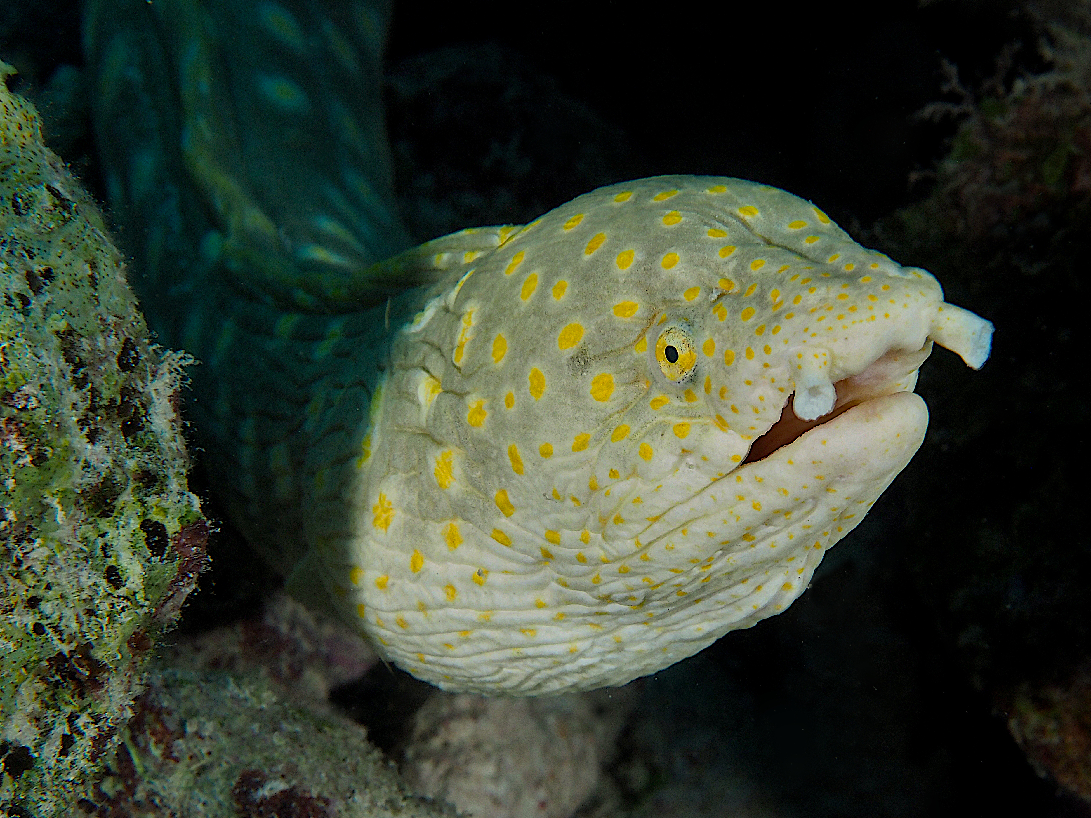 Sharptail Eel - Myrichthys breviceps