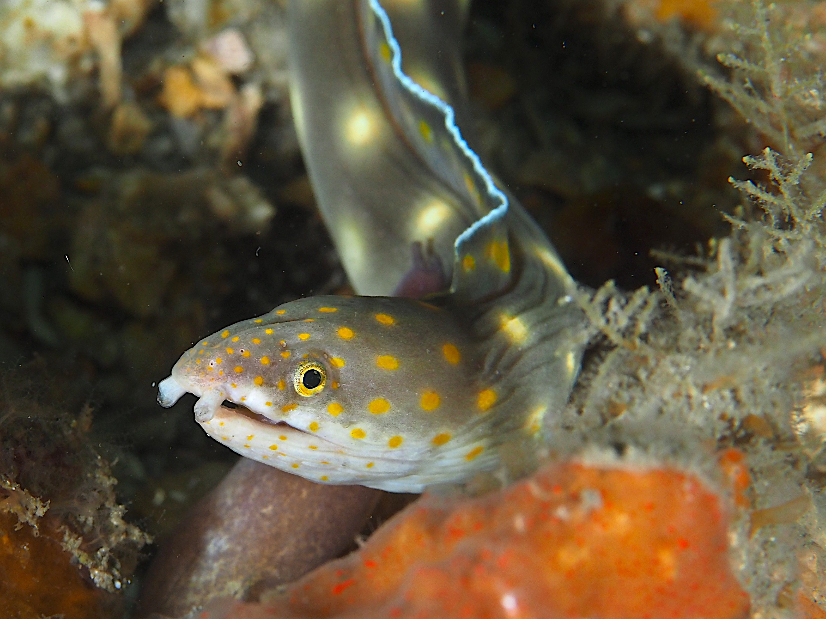 Sharptail Eel - Myrichthys breviceps