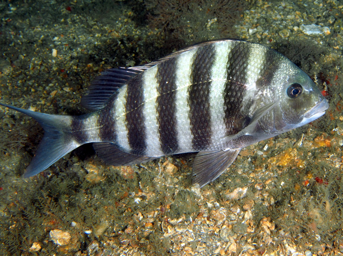 Sheepshead - Archosargus probatocephalus - Blue Heron Bridge, Florida