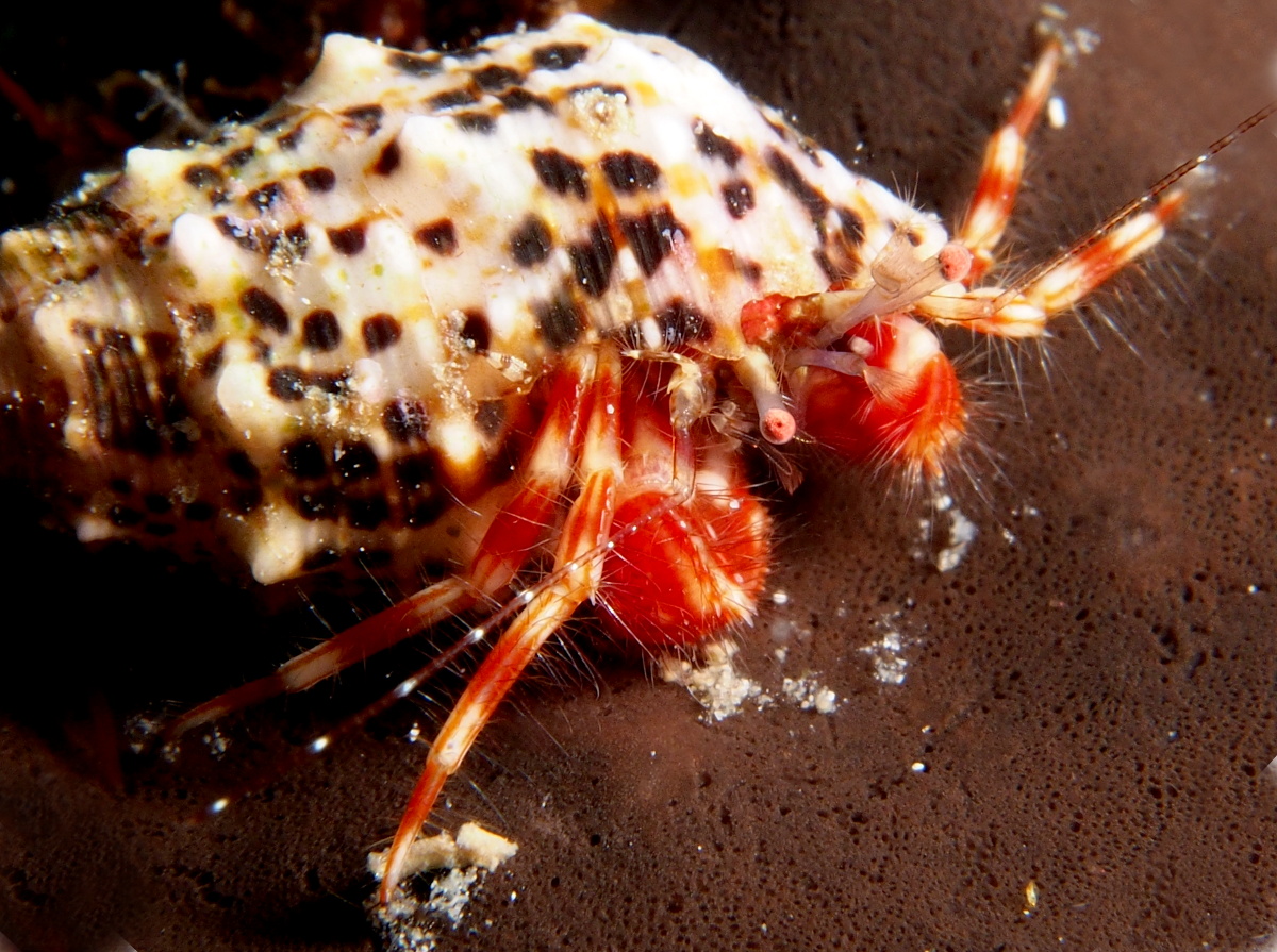 Shortfinger Hermit Crab - Pagurus brevidactylus