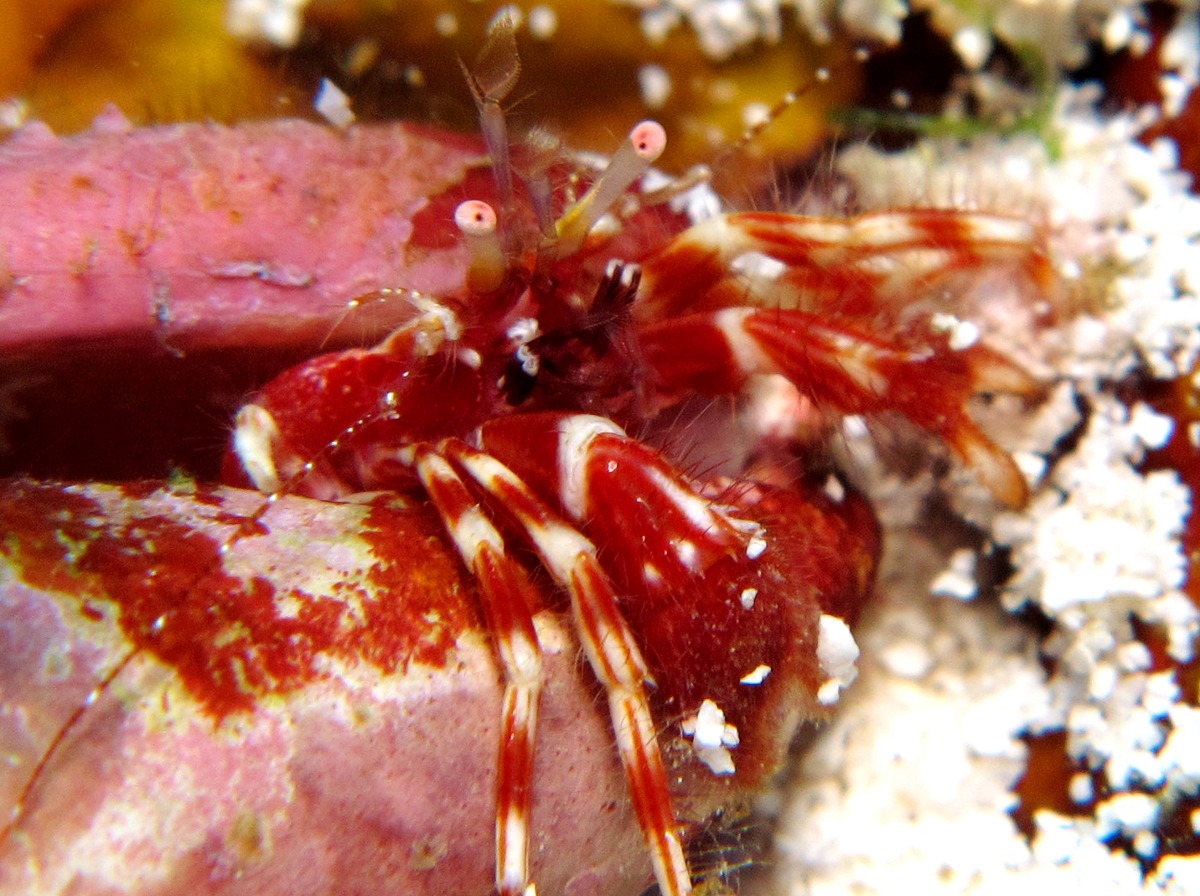 Shortfinger Hermit Crab - Pagurus brevidactylus