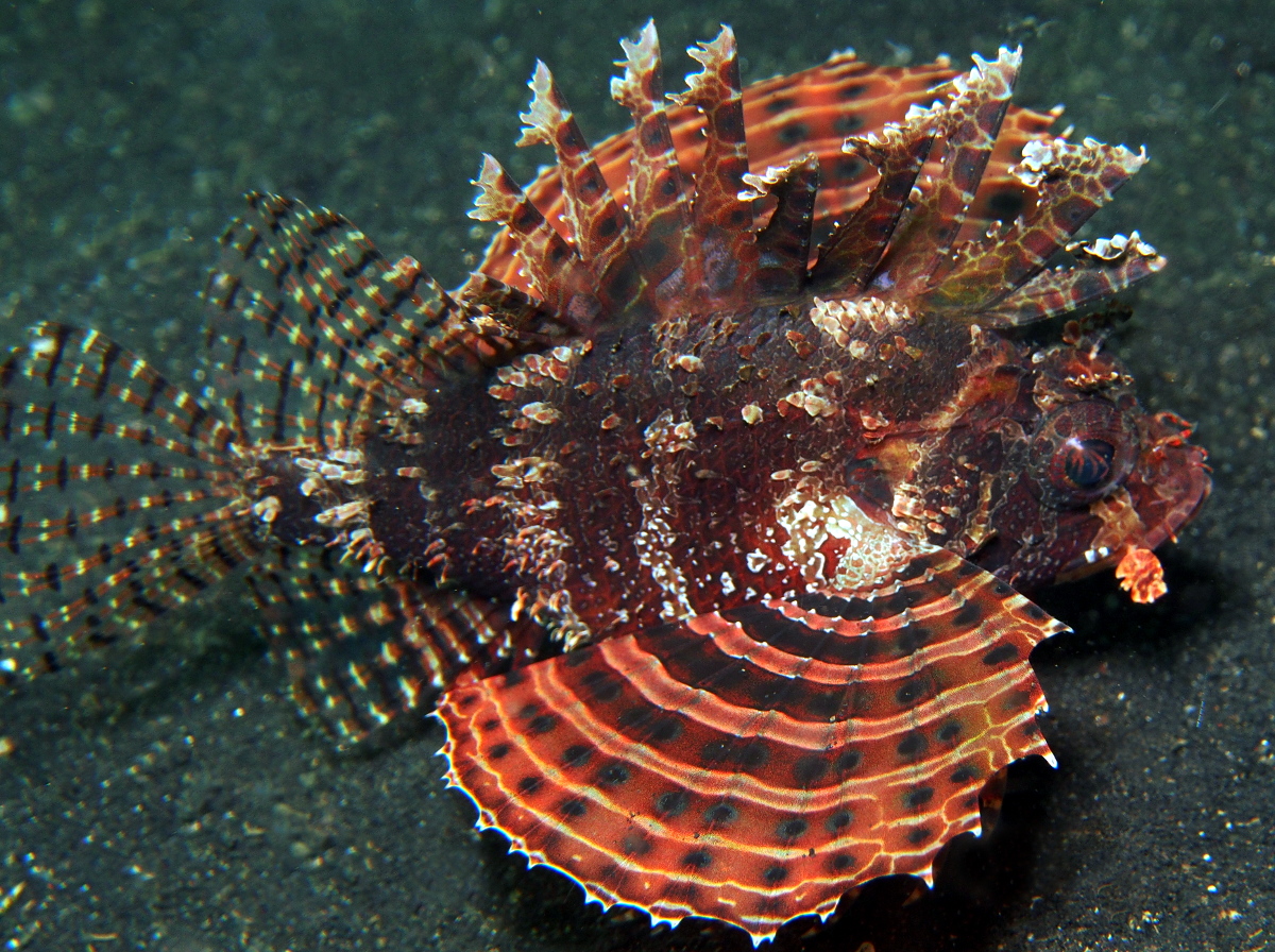 Shortfin Lionfish - Dendrochirus brachypterus - Lembeh Strait, Indonesia