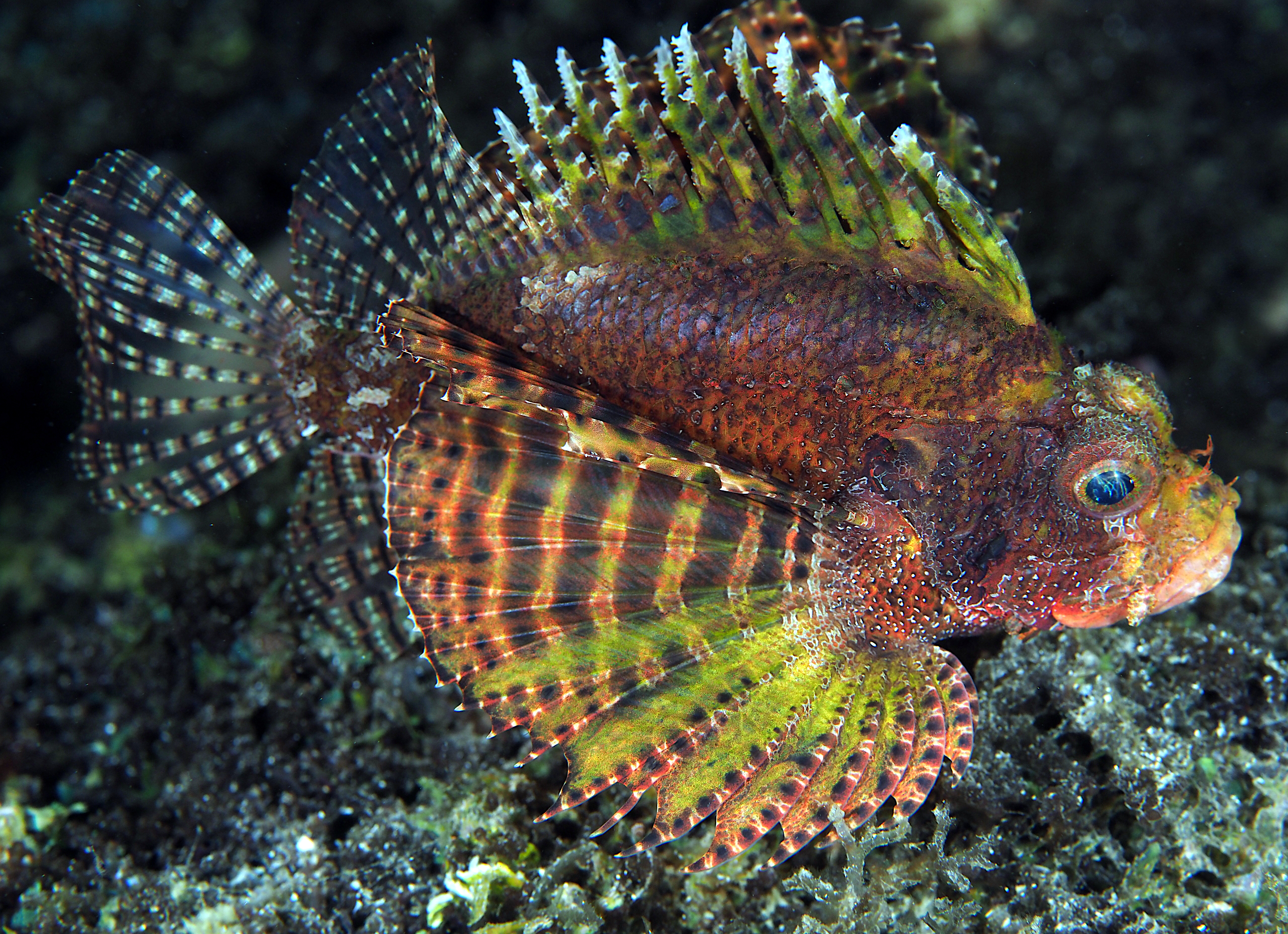 Shortfin Lionfish - Neochirus brachyptera