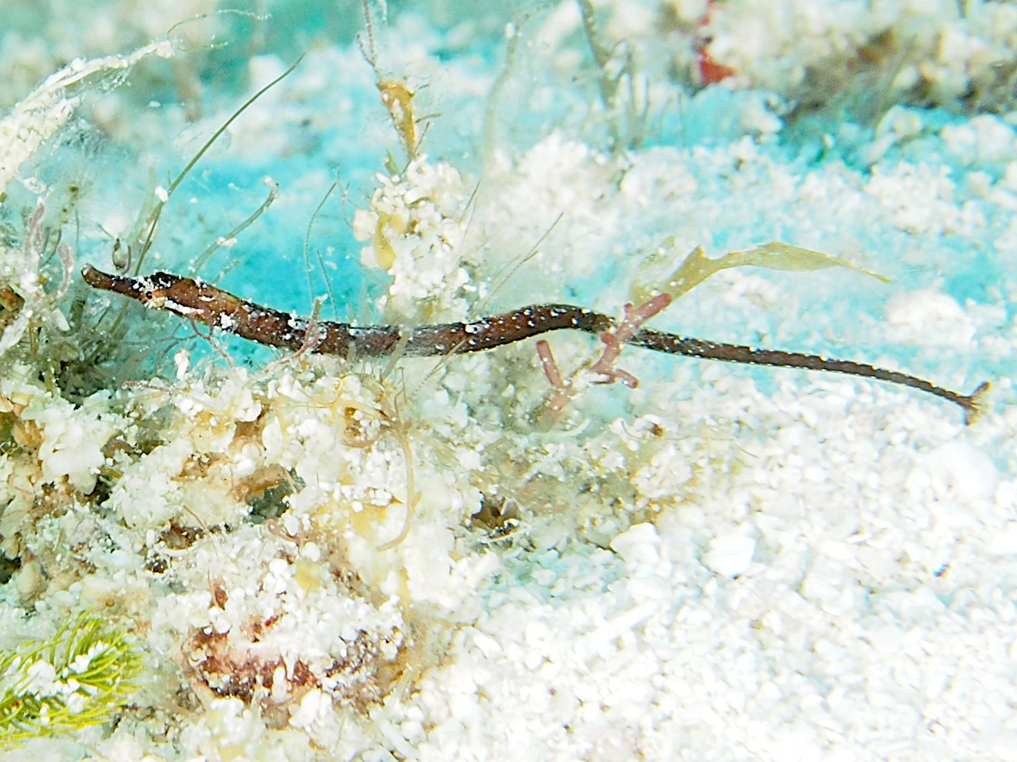 Shortfin Pipefish - Cosmocampus elucens