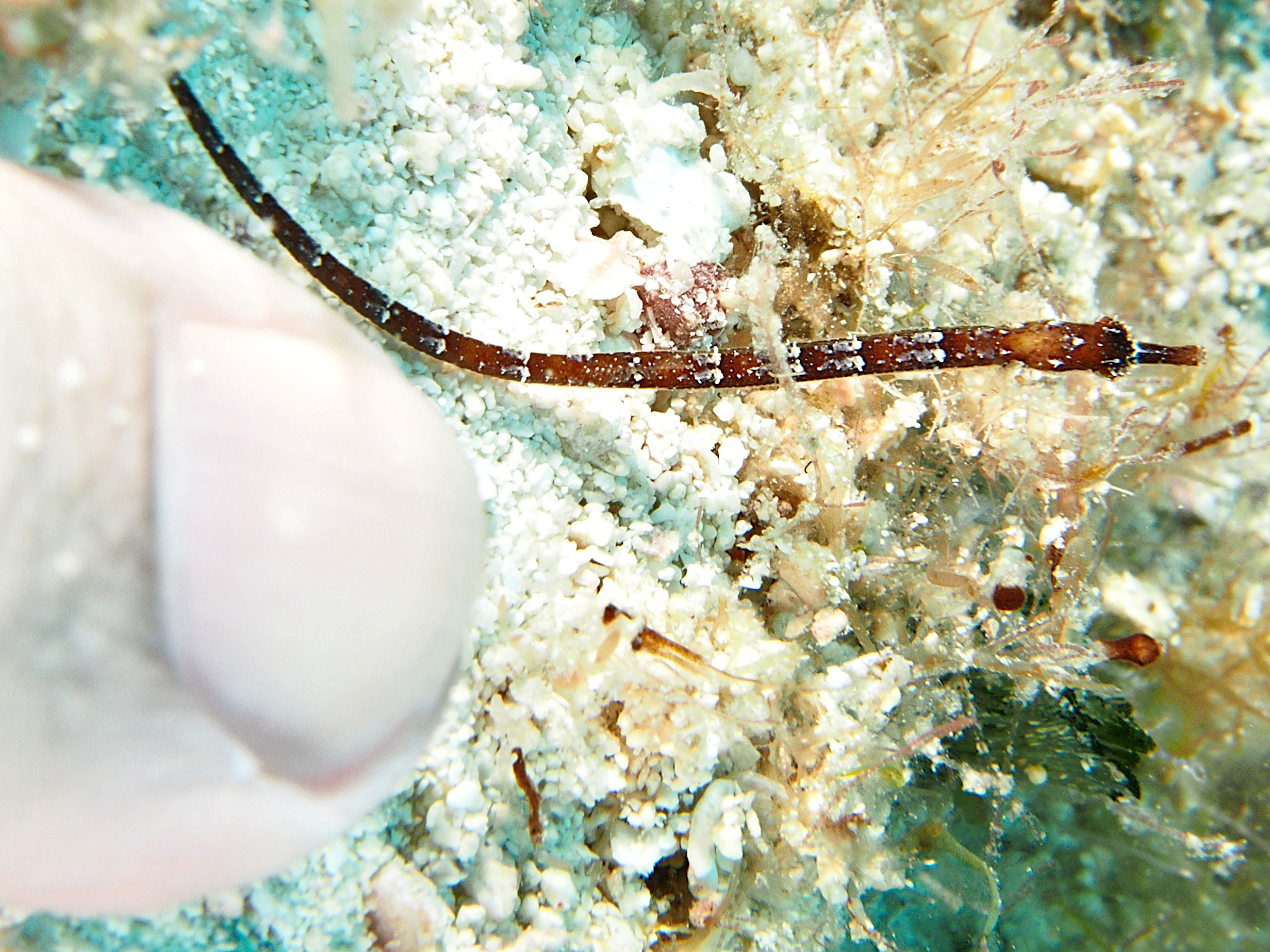 Shortfin Pipefish - Cosmocampus elucens