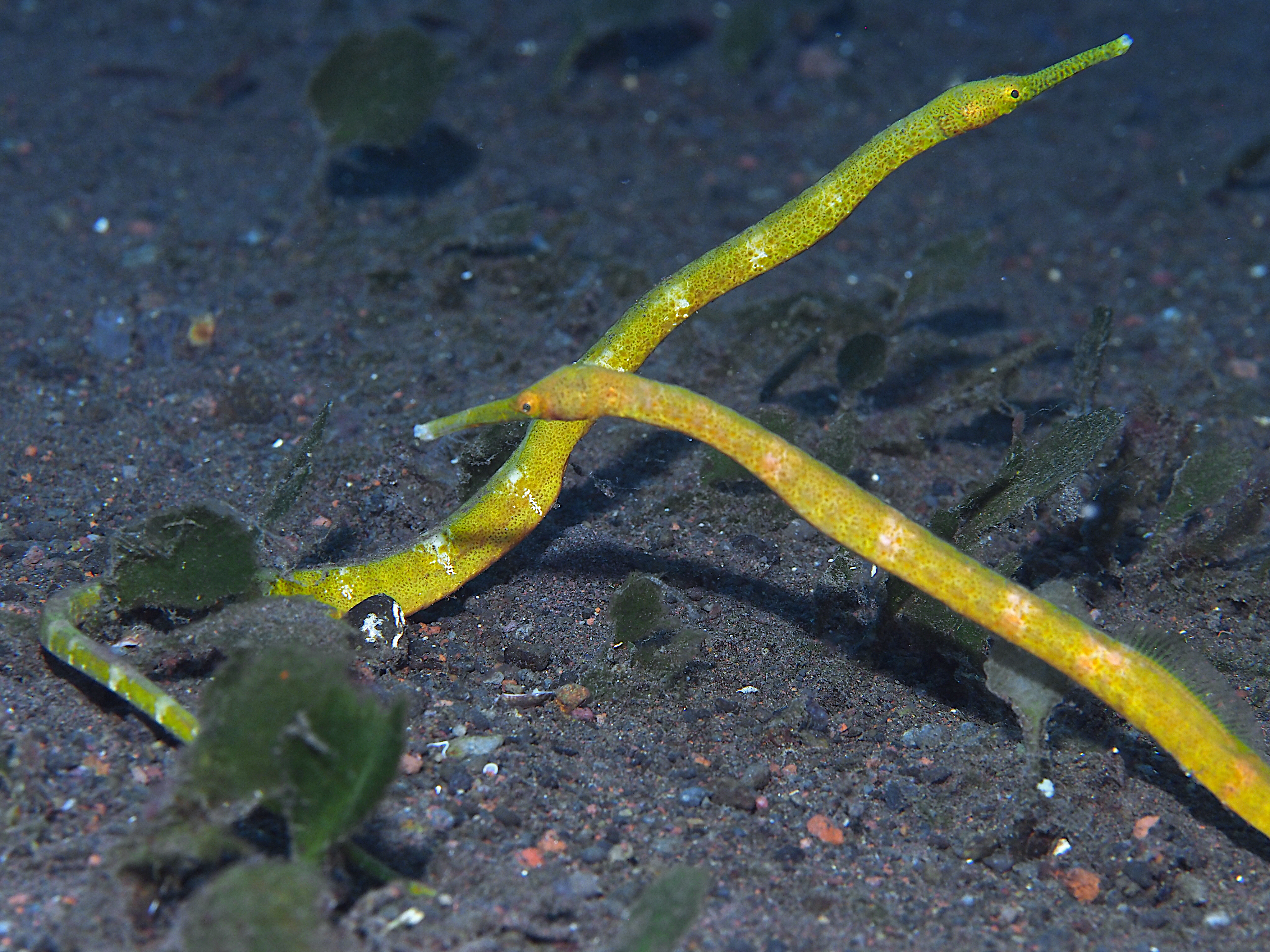 Short-Tailed Pipefish - Trachyrhamphus bicoarctatus