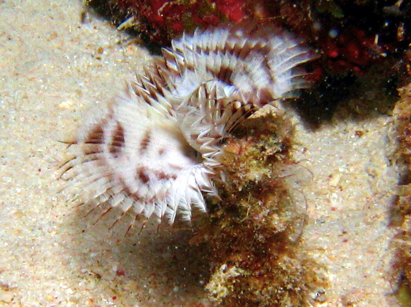 Shy Feather Duster - Megalomma sp. - Bonaire