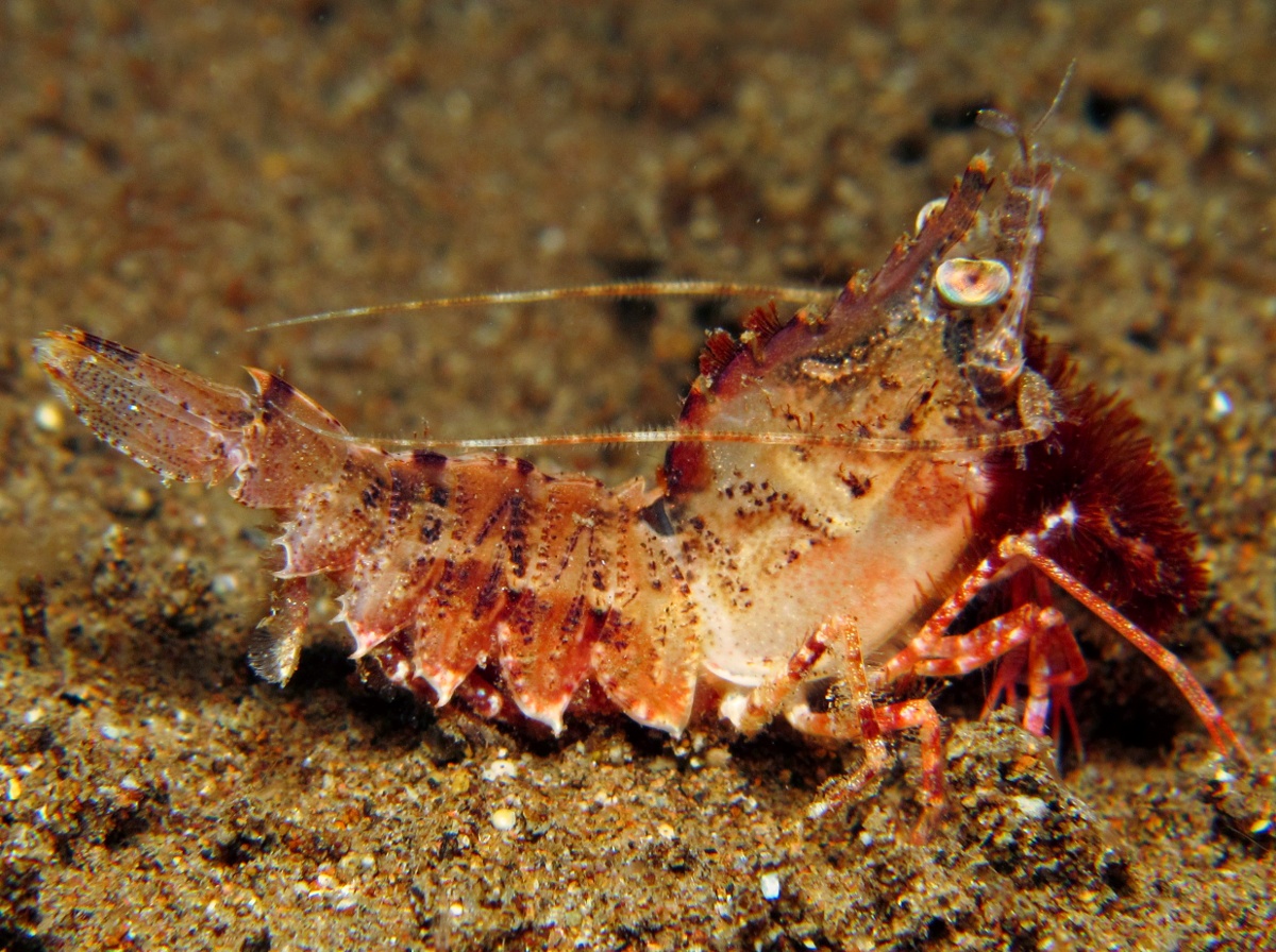 Japanese Rock Shrimp - Sicyonia japonica - Dumaguete, Philippines