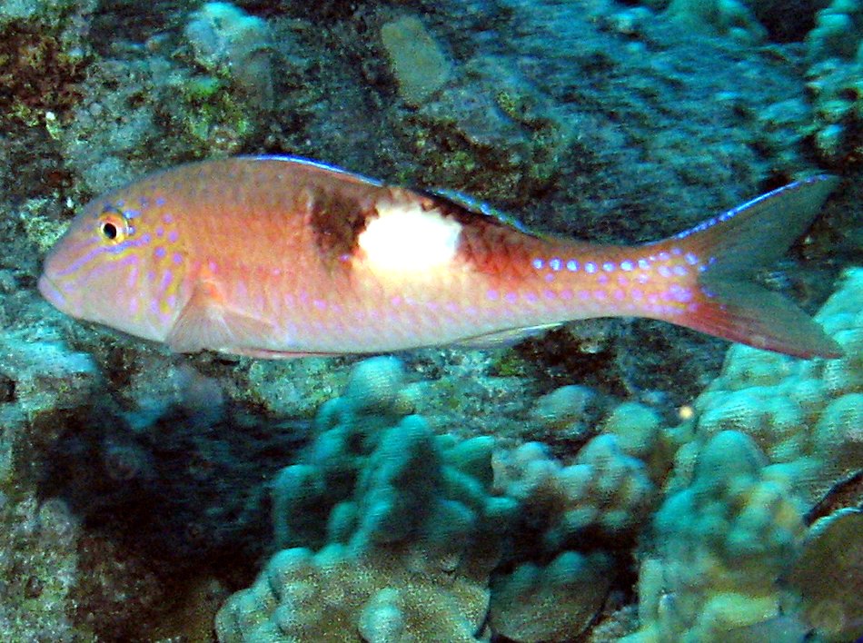 Sidespot Goatfish - Parupeneus pleurostigma
