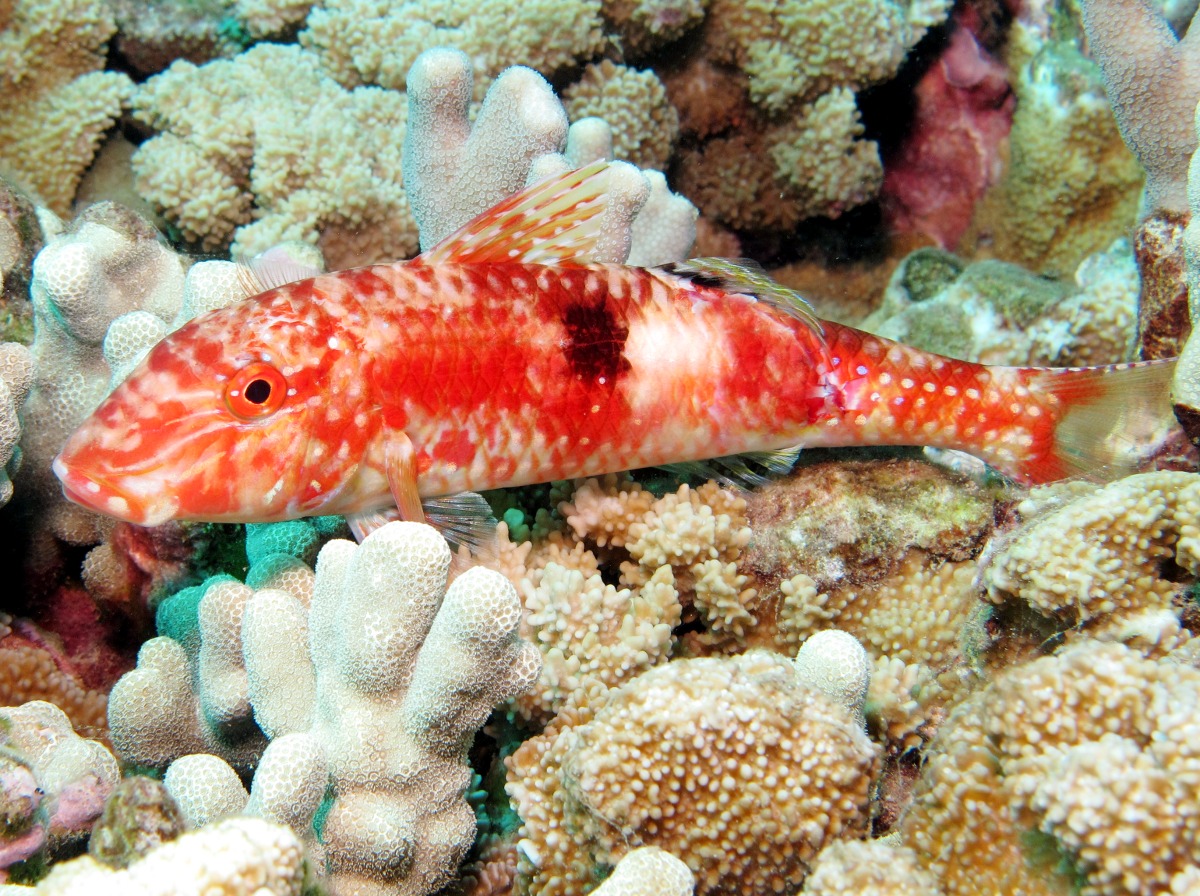 Sidespot Goatfish - Parupeneus pleurostigma
