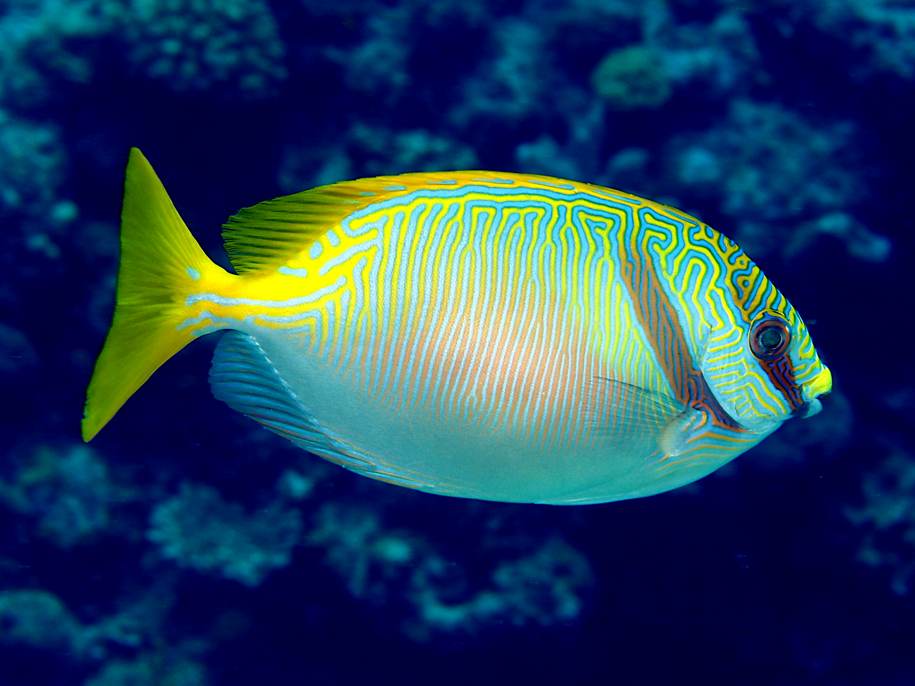 Barred Rabbitfish - Siganus doliatus - Great Barrier Reef, Australia