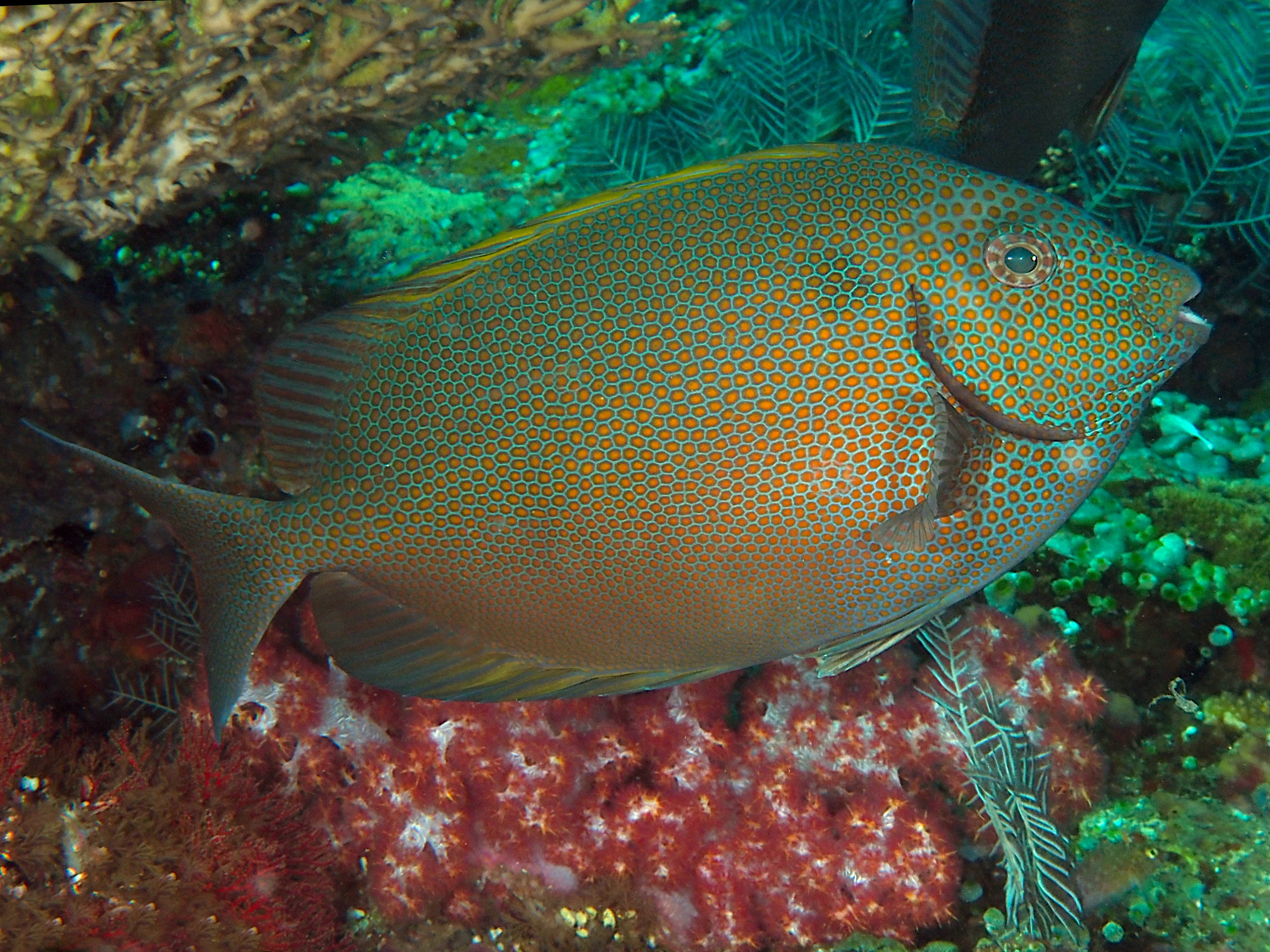 Goldspotted Rabbitfish - Siganus punctatus