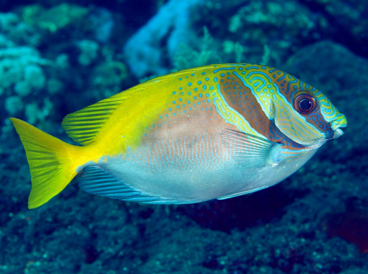 Virgate Rabbitfish - Siganus virgatus - Bali, Indonesia