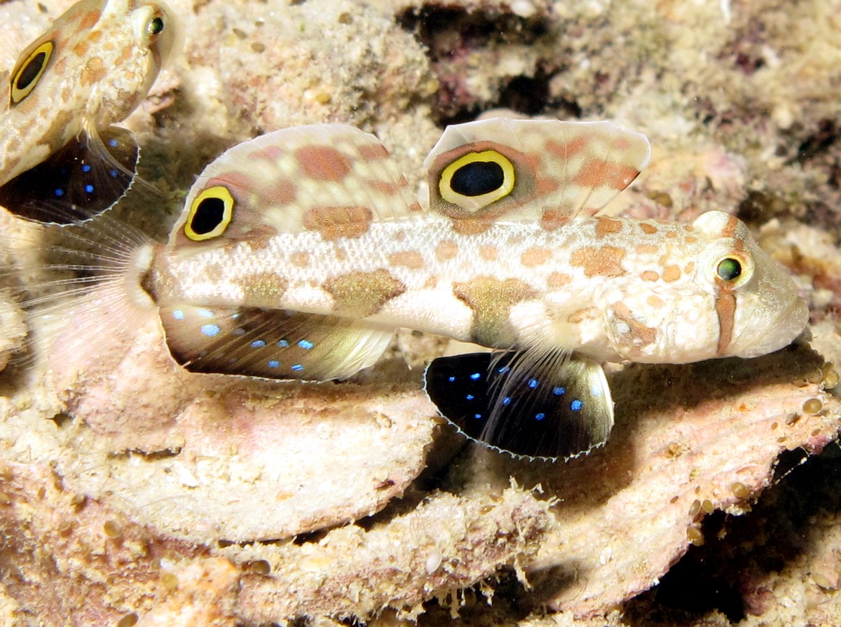 Signal Goby - Signigobius biocellatus