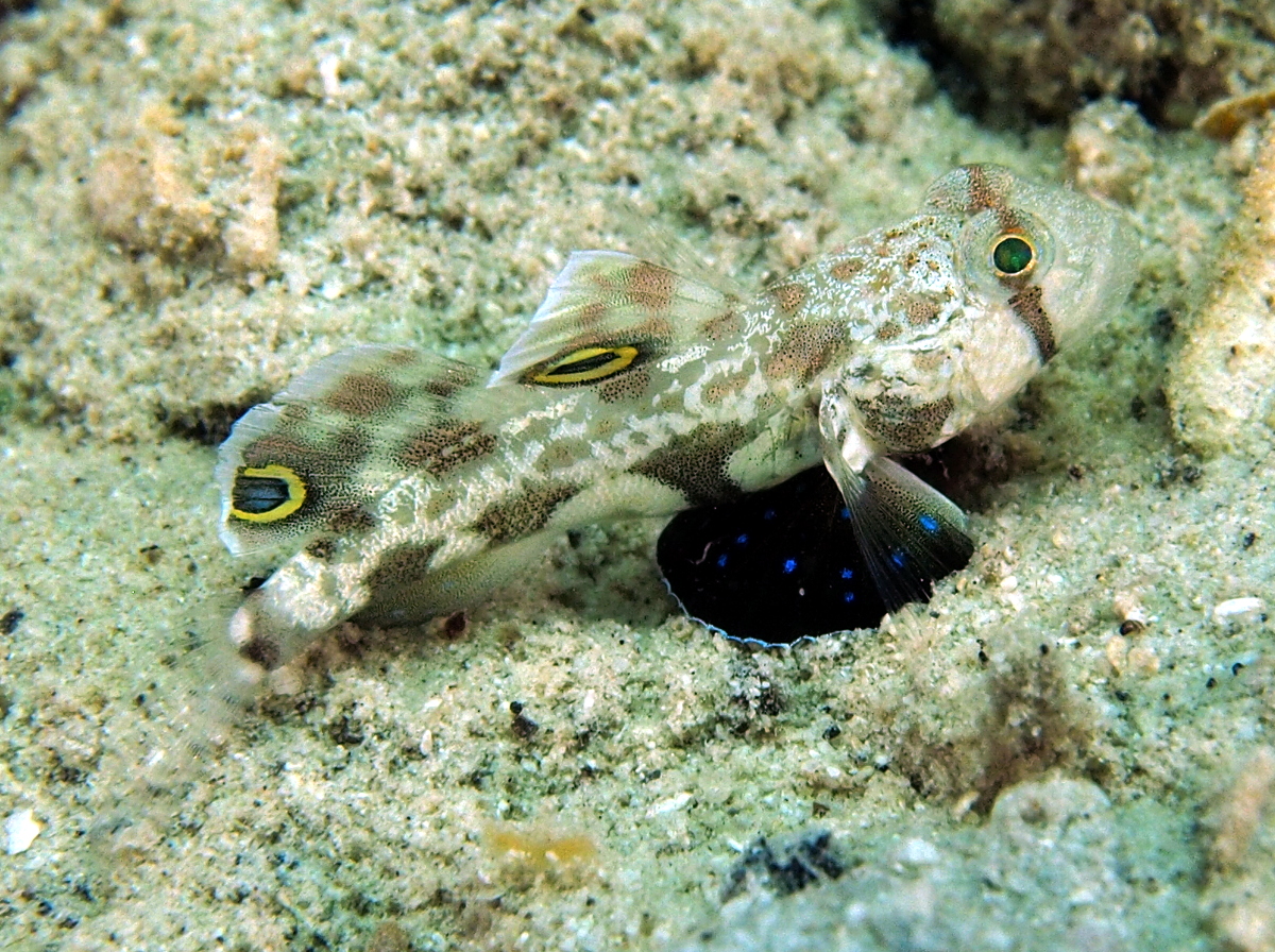 Signal Goby - Signigobius biocellatus